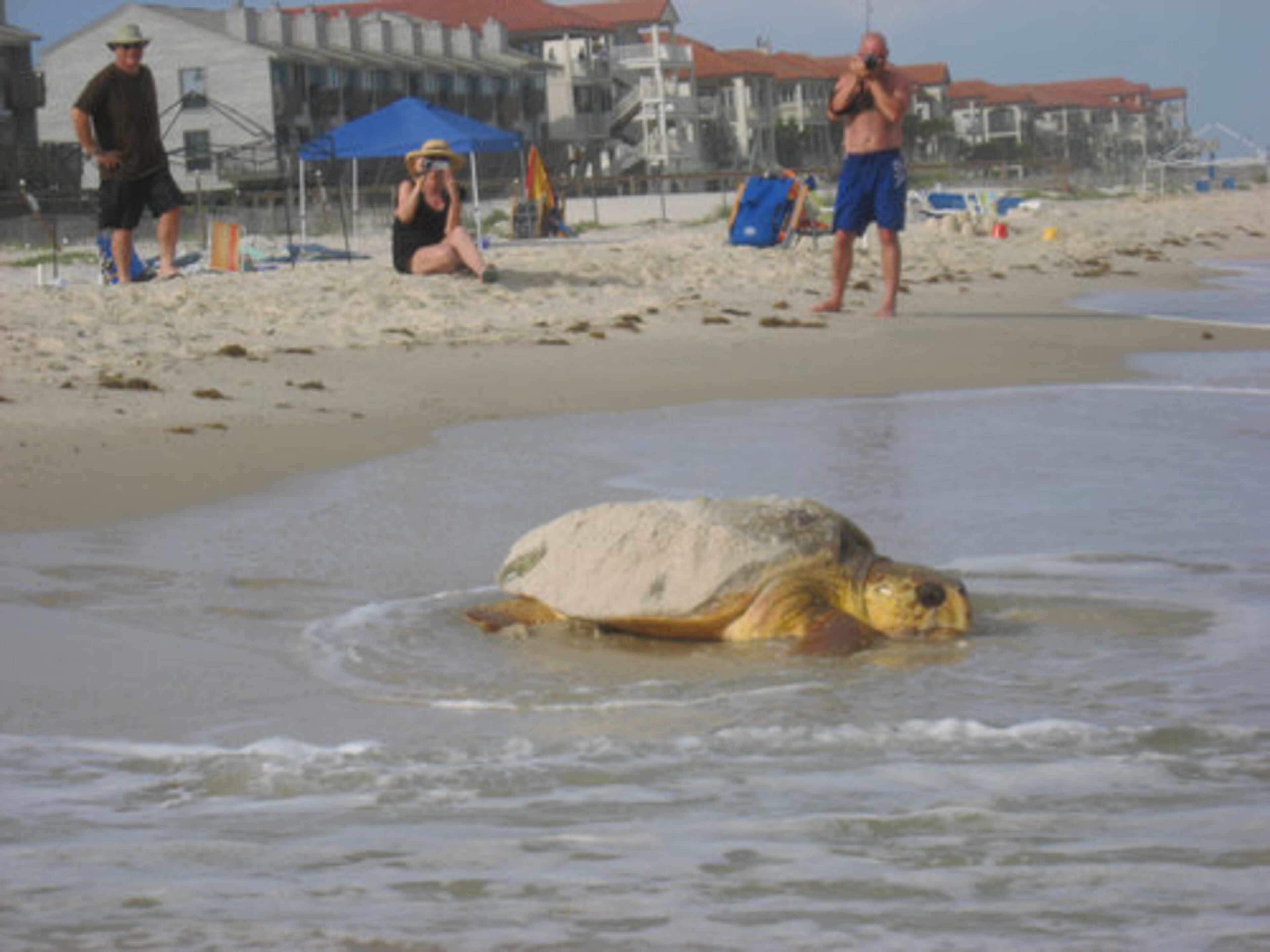 Her maternal duties completed, the loggerhead returns to the Gulf of Mexico. Loggerheads weigh about 275 pounds, though they start life as tiny hatchlings.