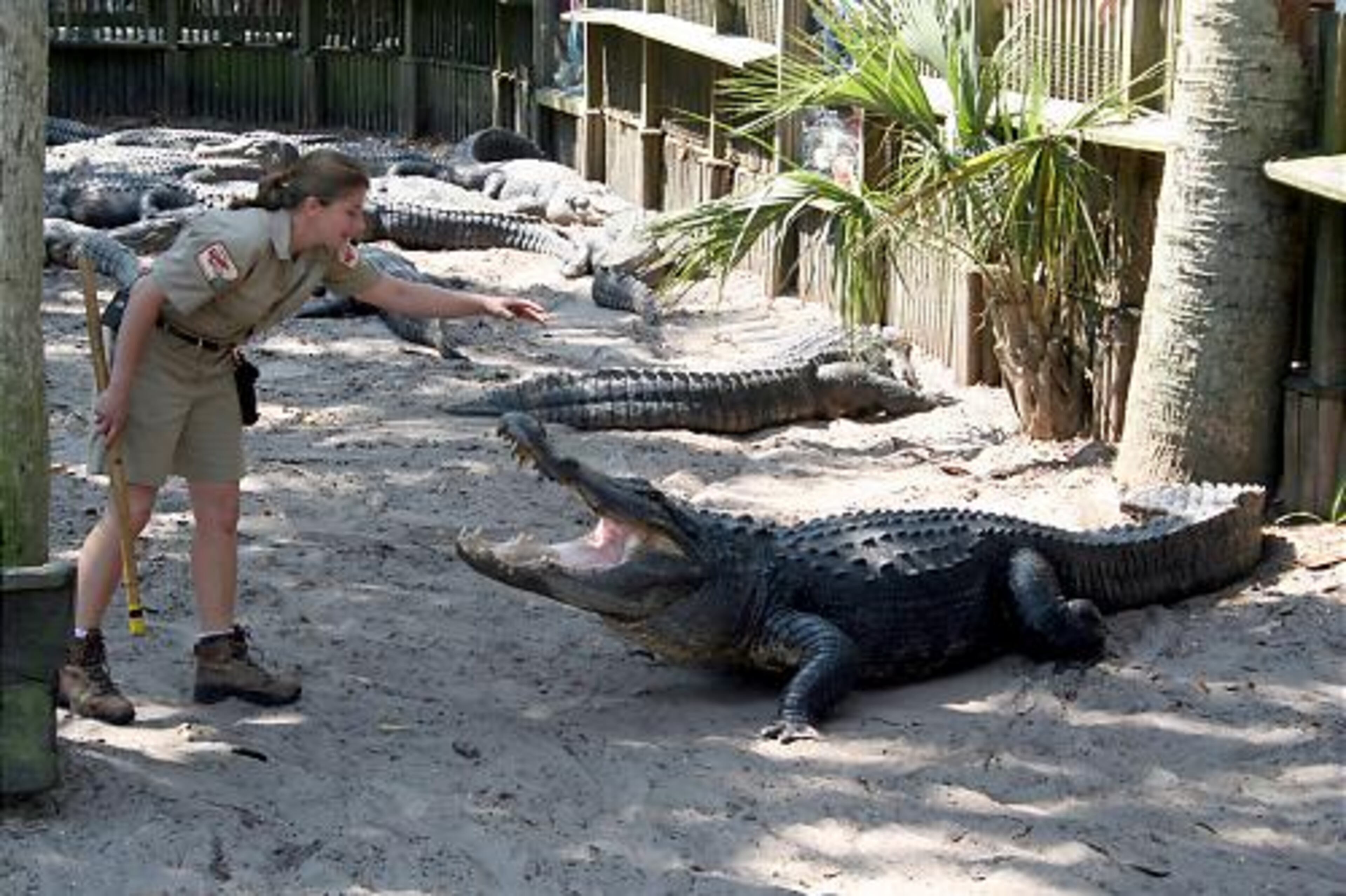 Alligator handler Kate Ingenloff chats with an alligator named Hunter at the Alligator Farm Zoological Park.