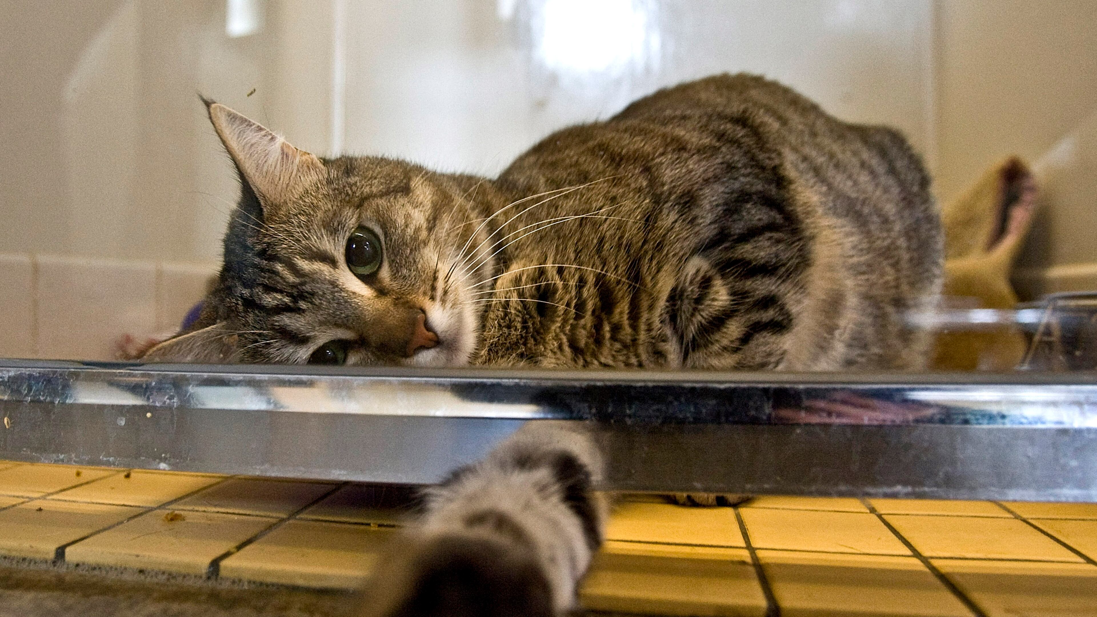 A cat (not pictured) was found burned after being covered in gasoline and tied up in a cornfield in Lafayette, Indiana, just outside of Indianapolis (Photo by David Paul Morris/Getty Images)