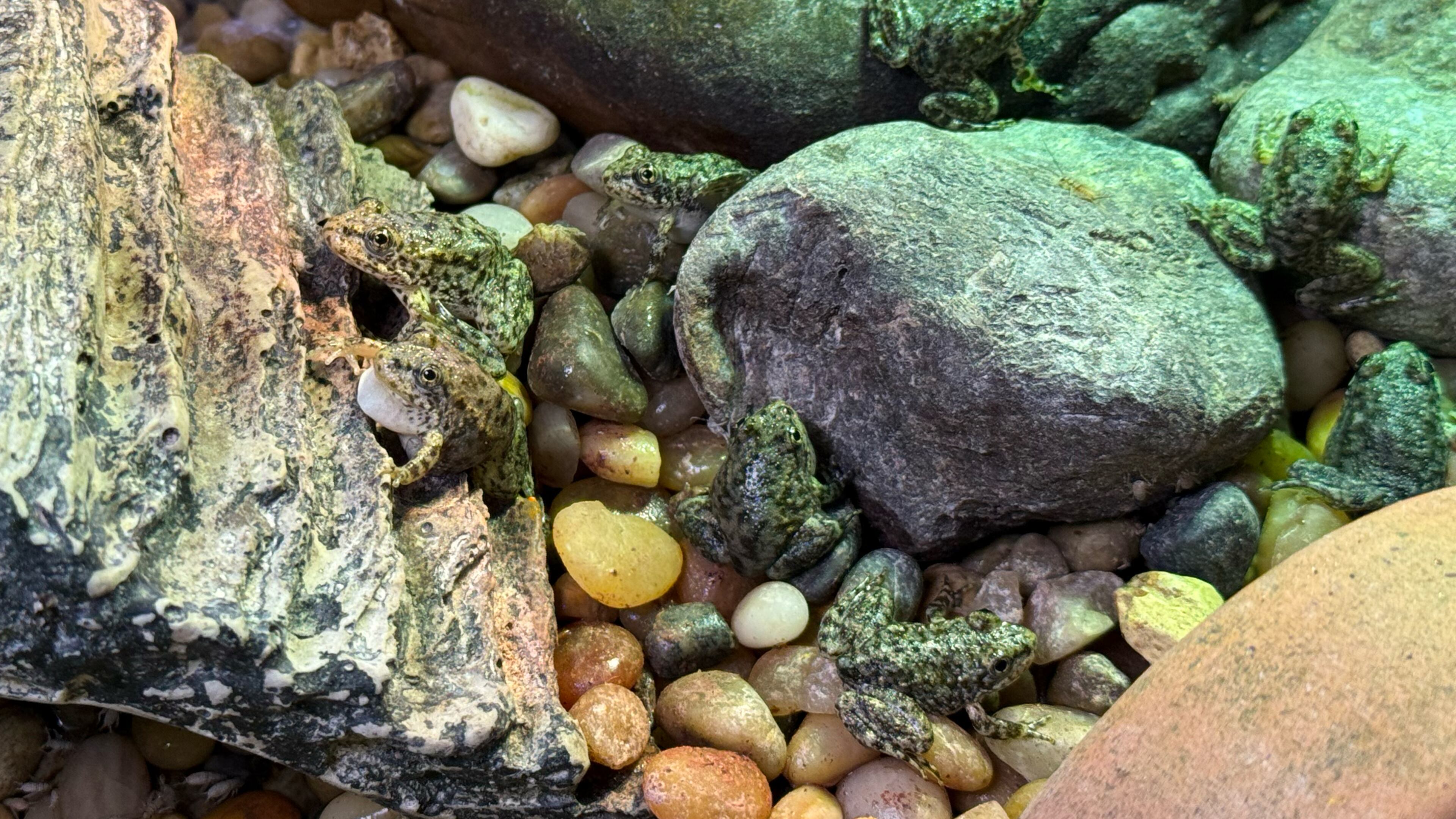 A group of mountain yellow-legged frogs sit in a tank at the Aquarium of the Pacific, Friday, Sept. 18, 2026 in Long Beach, Calif. (AP Photo/Jaimie Ding)