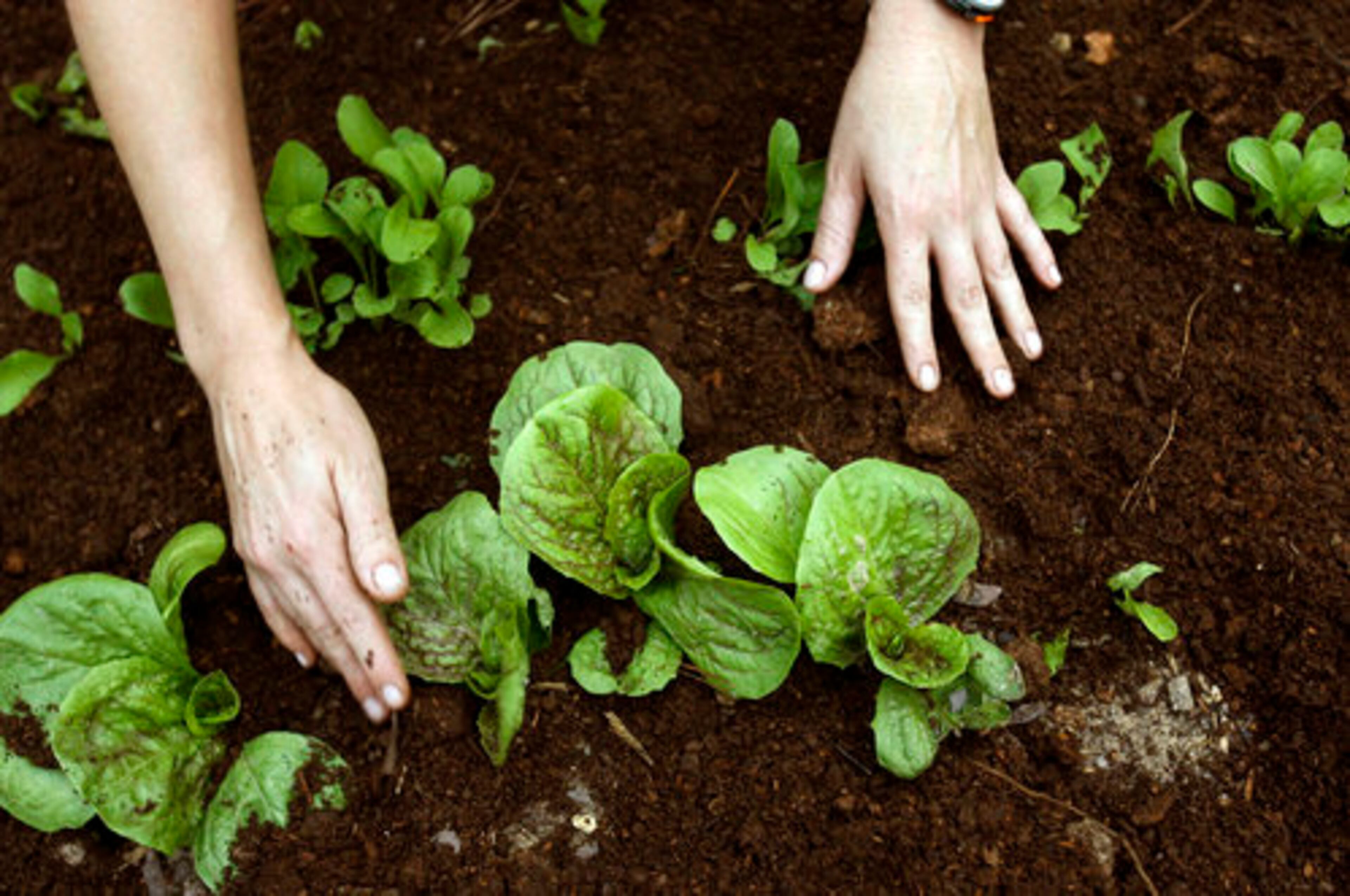 Kristin Allin spreads soil around radicchio, bottom, and arugula, top row, in her family's garden. "It's the freshness," Kristin Allin says. "We can pick it and serve it the same day."
