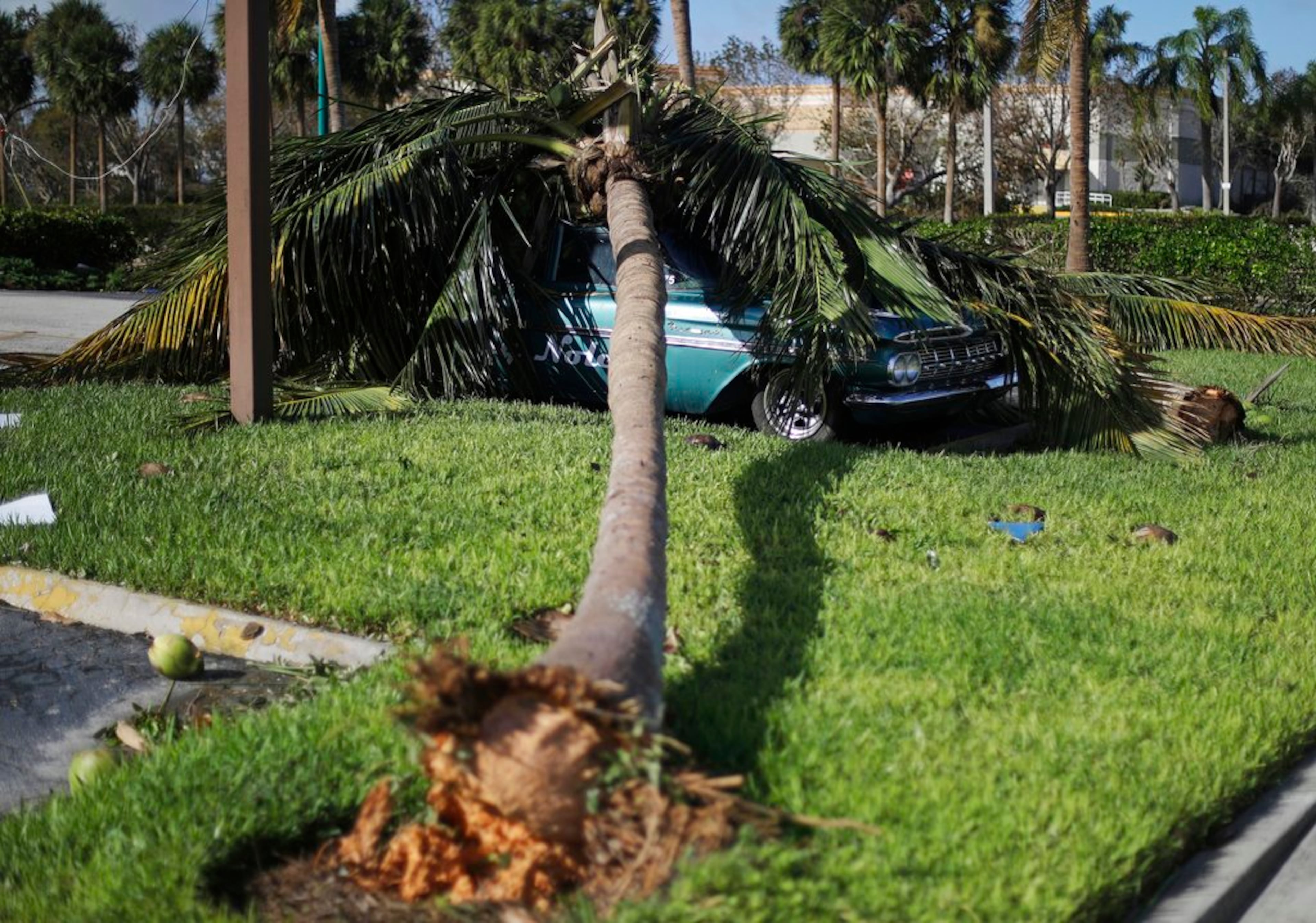 A Chevrolet Bel Air classic car sits under a fallen palm tree from Hurricane Irma in Marco Island, Fla., Monday, Sept. 11, 2017. (AP Photo/David Goldman)