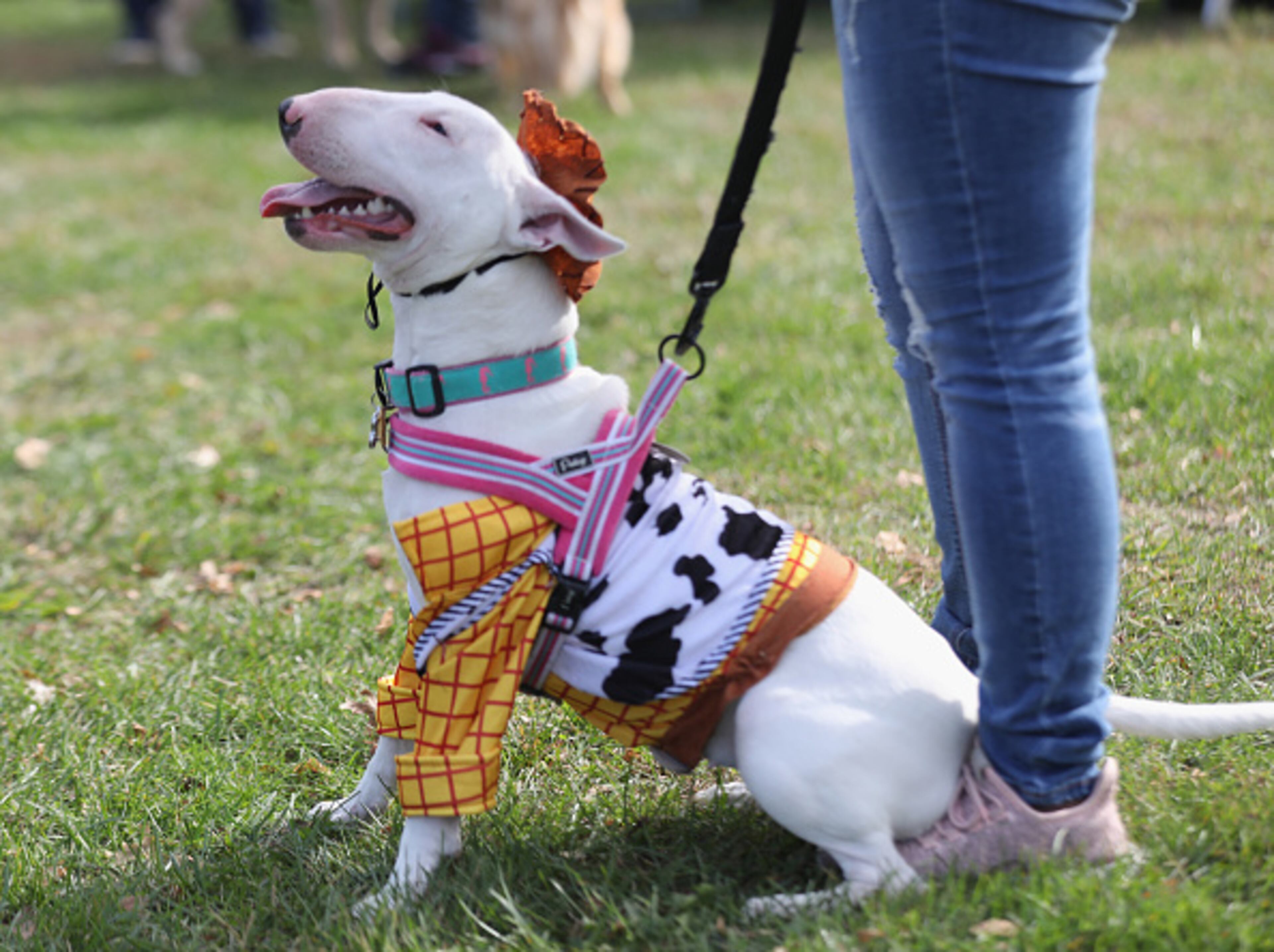 EAST MEADOW, NEW YORK - OCTOBER 26: A Bull Terrier dog in a Halloween costume parades around Eisenhower Park during Barkfest on October 26, 2019 in East Meadow, New York. (Photo by Bruce Bennett/Getty Images)