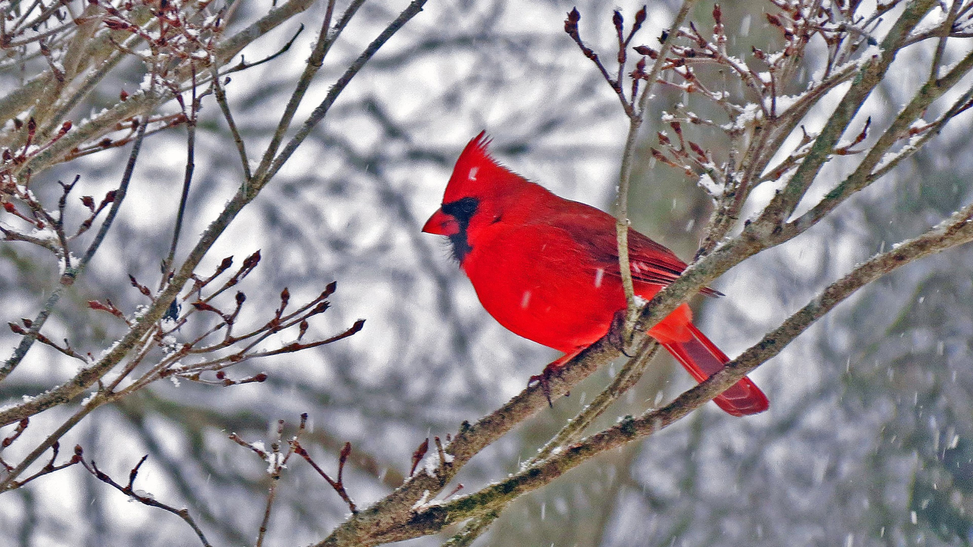 A bright red Northern cardinal pictured against a snowy background is a prime symbol of the holiday season. (Courtesy of Mary Ellen St. John/Creative Commons)