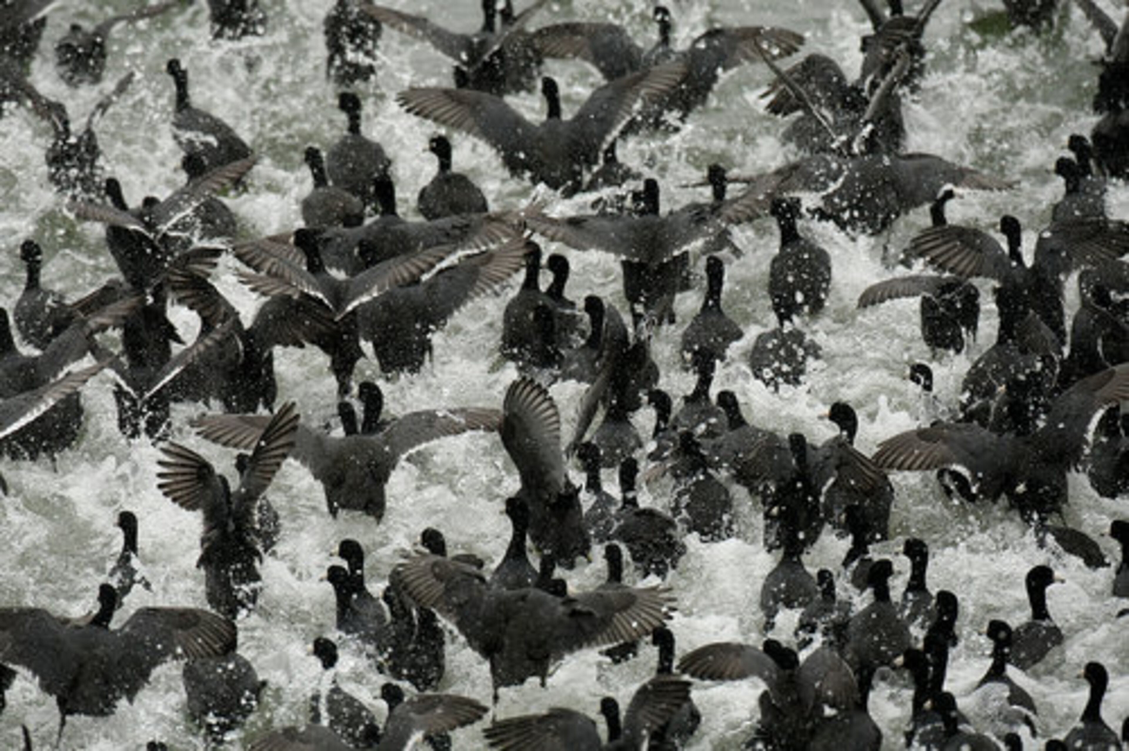 A flock of coots, medium-sized water birds that are members of the rail family Rallidae, churn the water on Clark Hill Lake as a bald eagle flies nearby. Coots are a t food source for Bald Eagles.