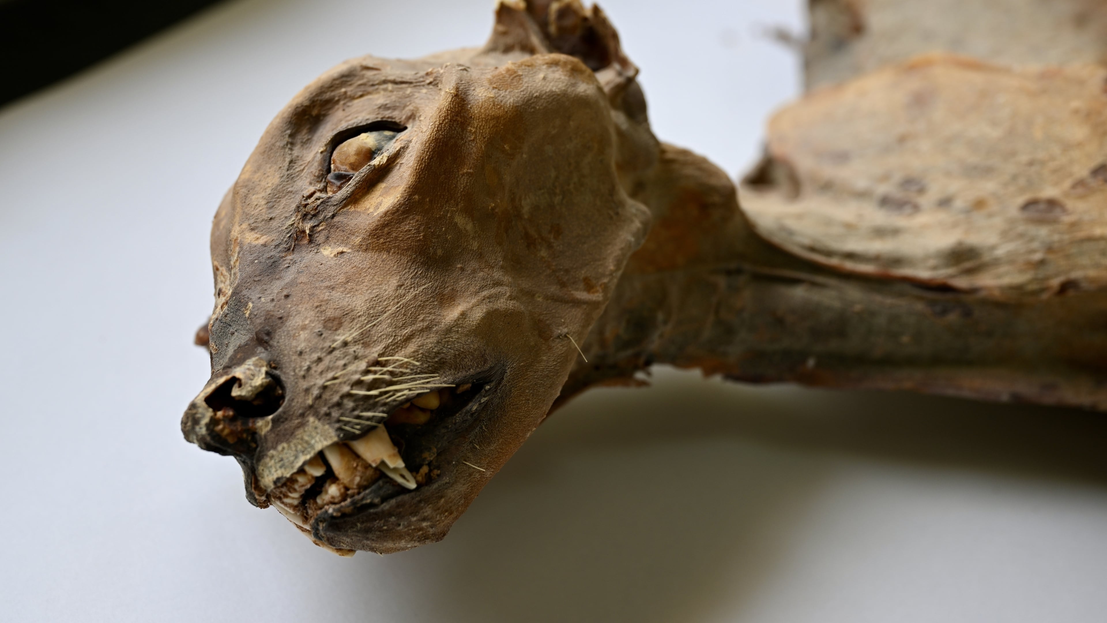 This undated image provided by Communications Earth and Environment shows the mummified remains of a cheetah. (Ahmed Boug/Communications Earth and Environment via AP)