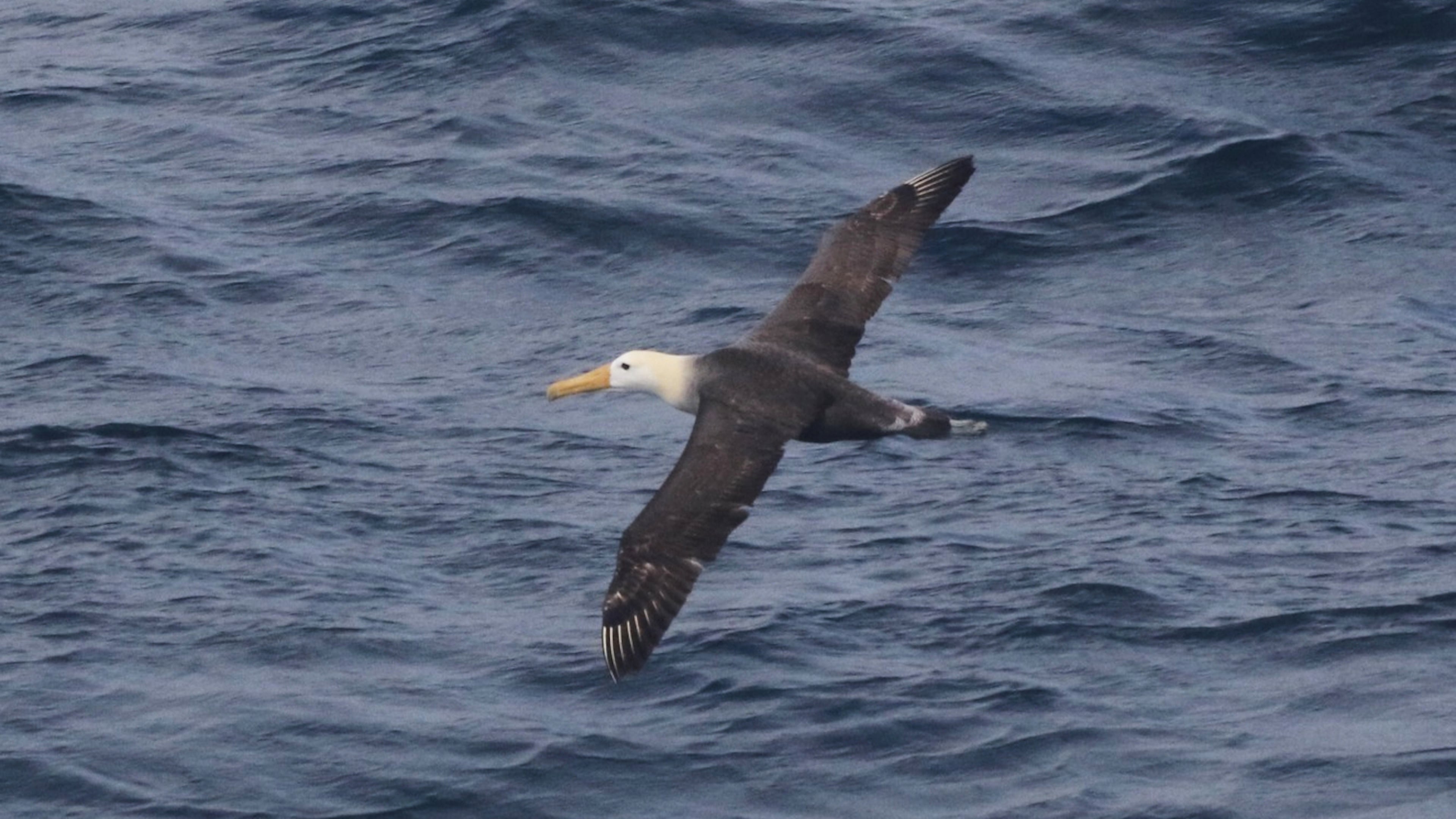 This photo provided by Melody Baran shows a rare waved albatross spotted off the coast of Point Piedras Blancas, Calif., on Friday, Jan. 23, 2026. (Melody Baran/University of California, San Diego-Scripps Institution of Oceanography via AP)