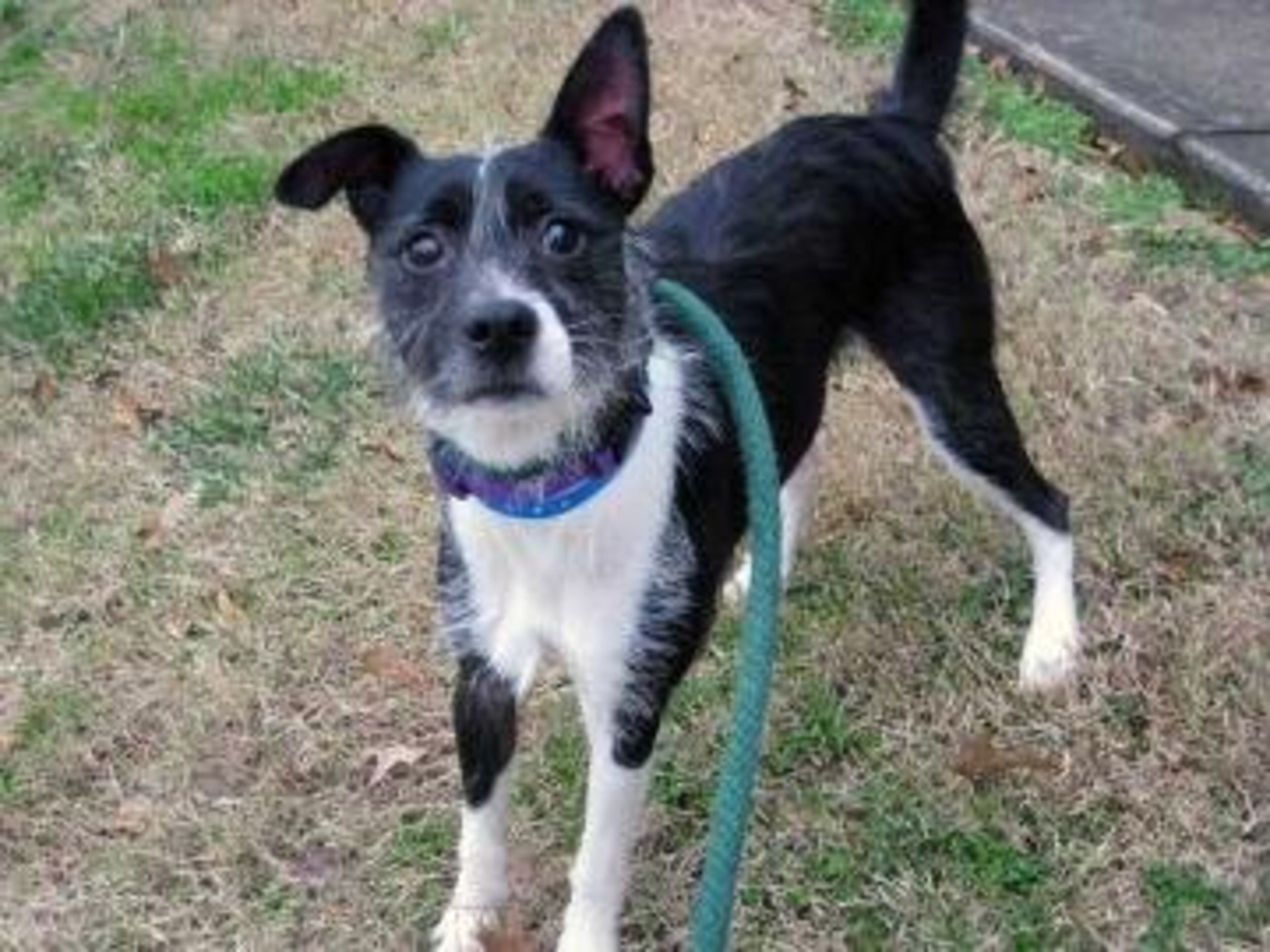 Elroy is a 1 1/2-year-old neutered male Jack Russell Terrier mix. His animal ID is A05675875. Elroy is a very friendly guy with a great personality. He is very sweet and affectionate. Elroy has a lot of energy and would love to find a home where he can burn it off! Please don't pass by this amazing guy... adopt him into your family today!