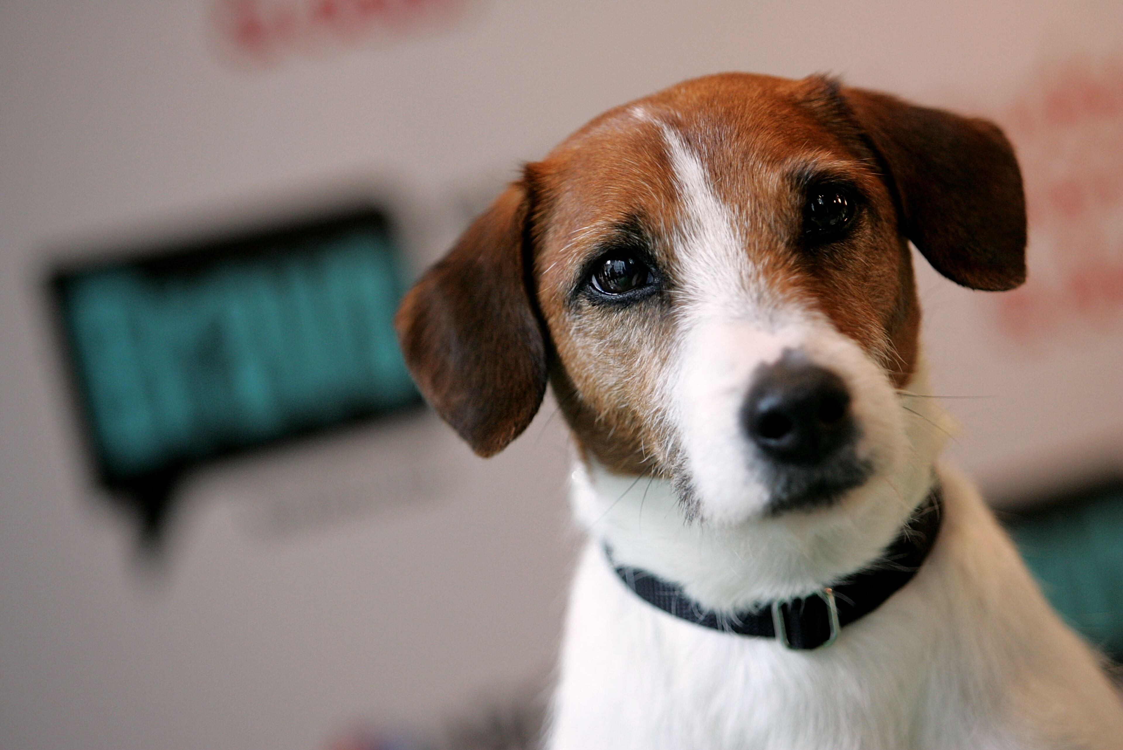 NEW YORK - MARCH 24: Celebrity guest Enzo, aka "Eddie" from Frasier, poses for a photo during the Bravo casting call for "Showdog Moms & Dads" at the NBC Experience store March 24, 2005 in New York City. (Photo by Paul Hawthorne/Getty Images)