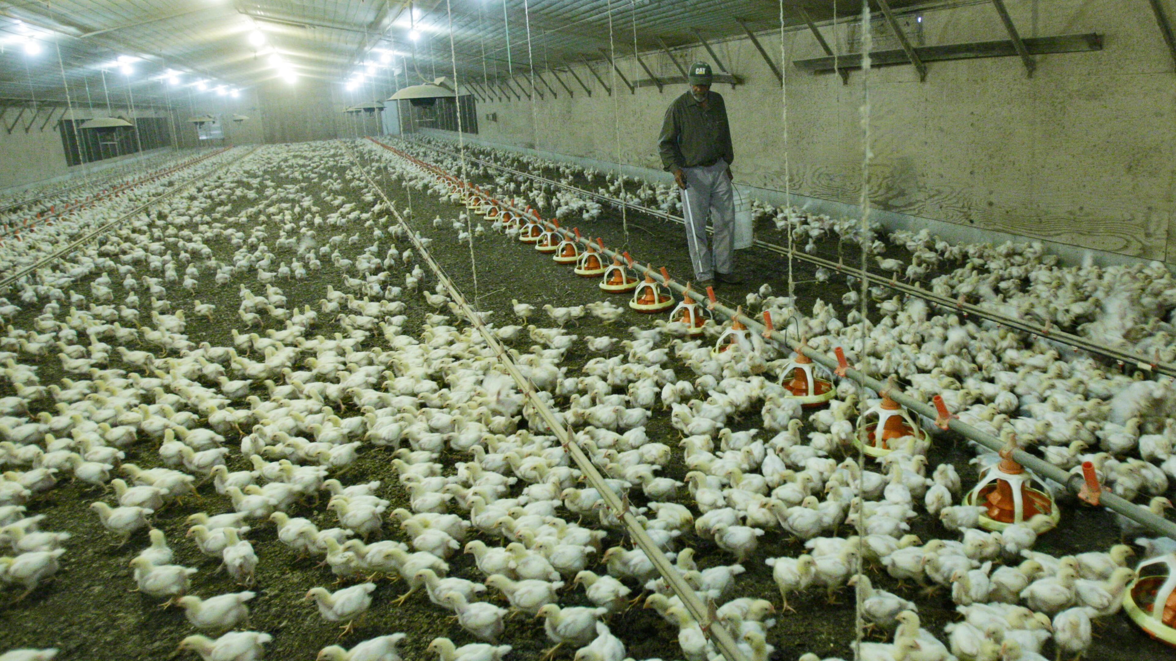 In this AJC file photo, young broilers scatter in one of a dozen bird houses on a chicken farm in County. BOB ANDRES BANDRES@AJC.COM