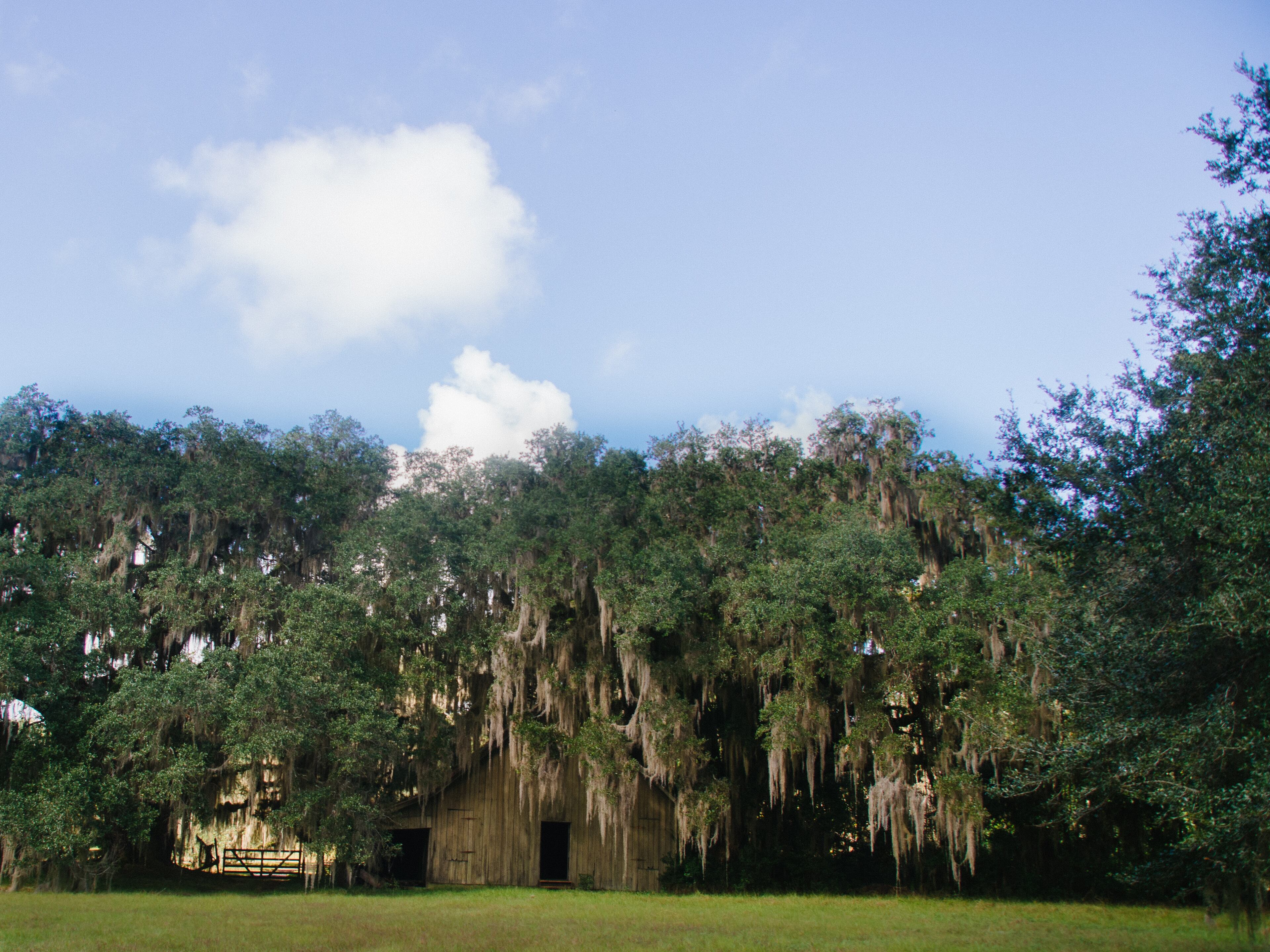 An old barn and live oak at Altama Plantation