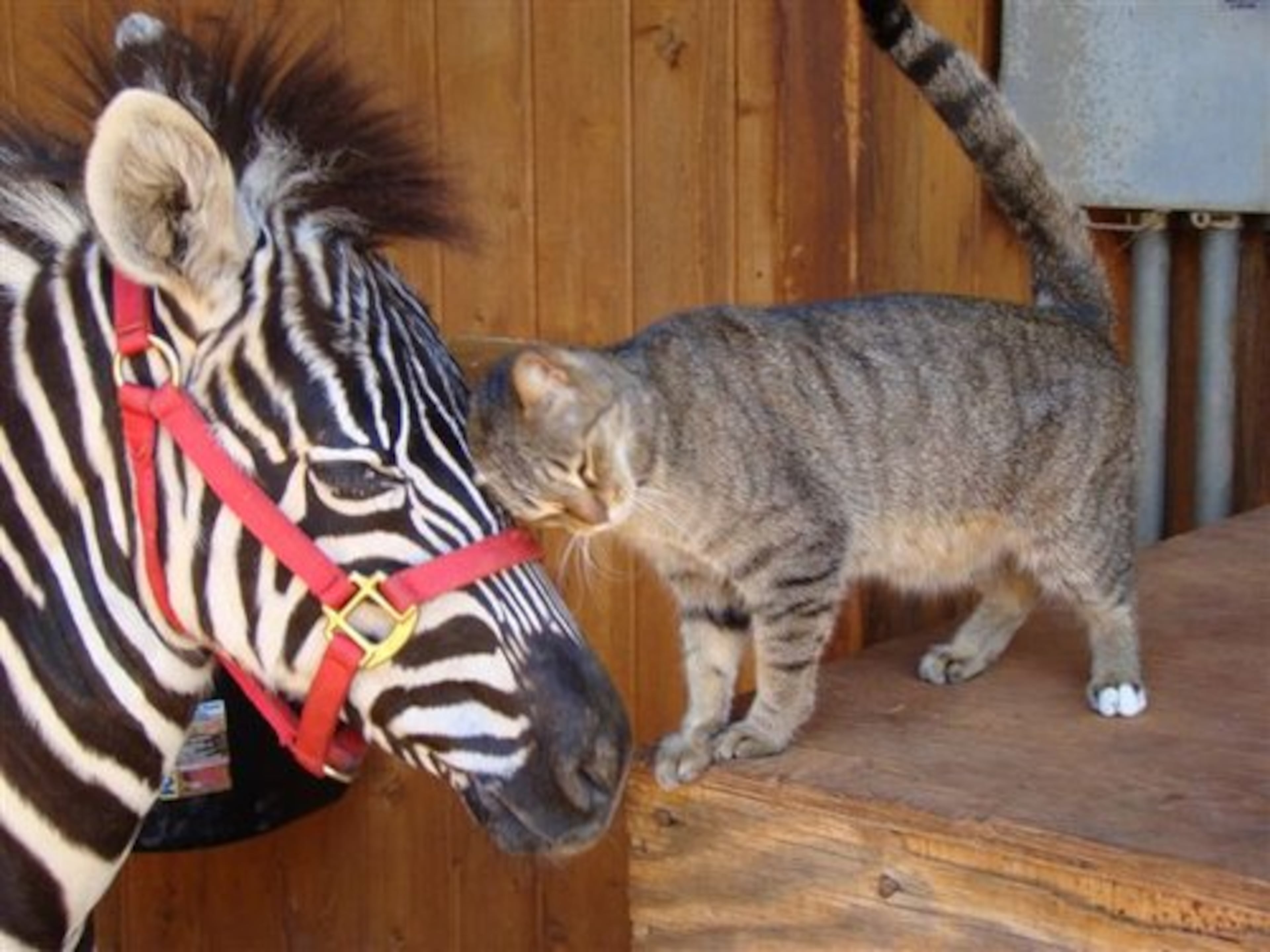 Mary the cat isn't afraid to show Evidence a little love.