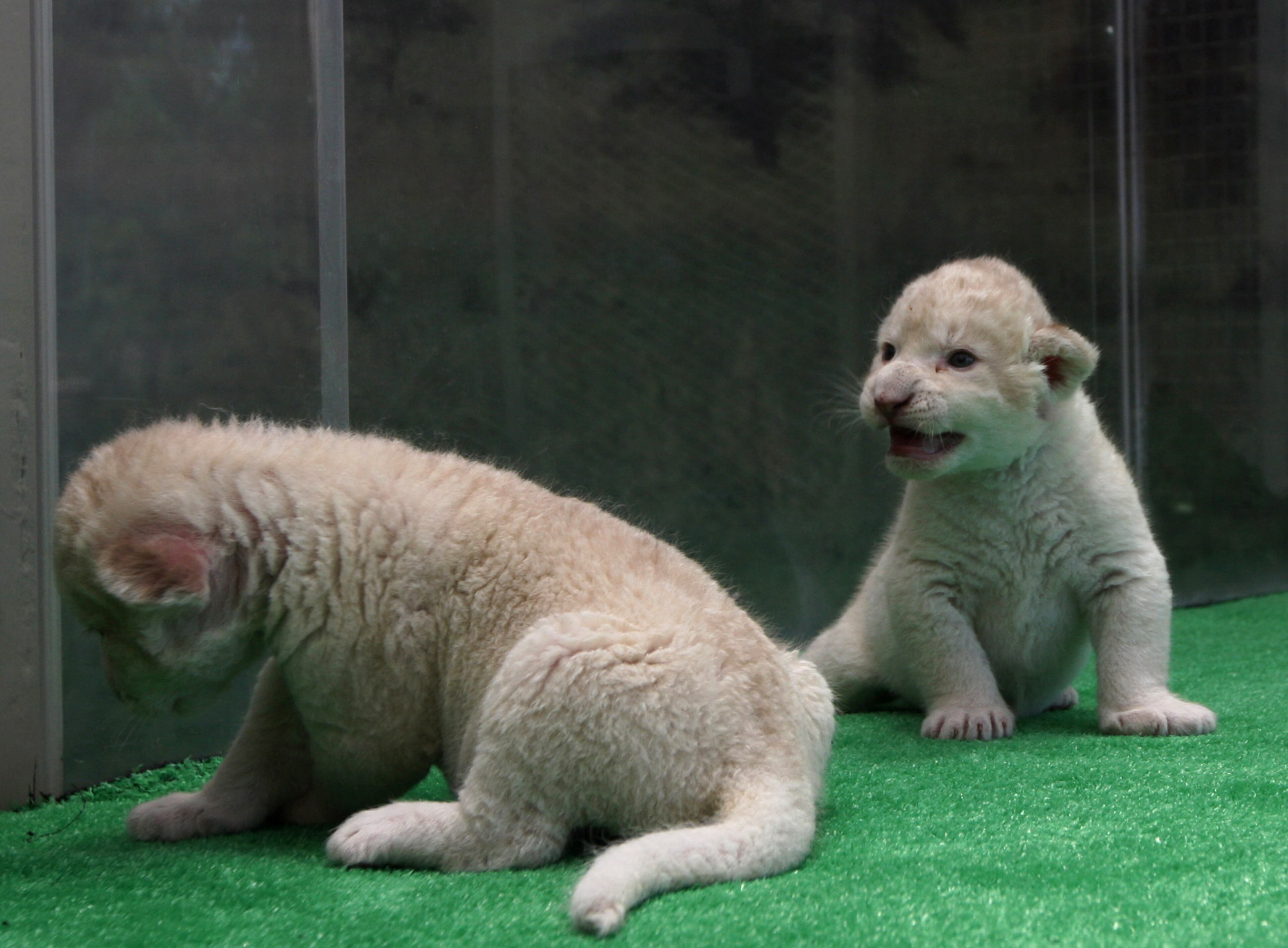 HIMEJI, JAPAN - JULY 09: A one month old lioness play at Himeji Central Park on July 9, 2013 in Himeji, Japan. Seven white lioness cubs birth by three female South African loins June 6th, 26th and 30th, those seven white lion start to shown to the public end of this week. (Photo by Buddhika Weerasinghe/Getty Images)
