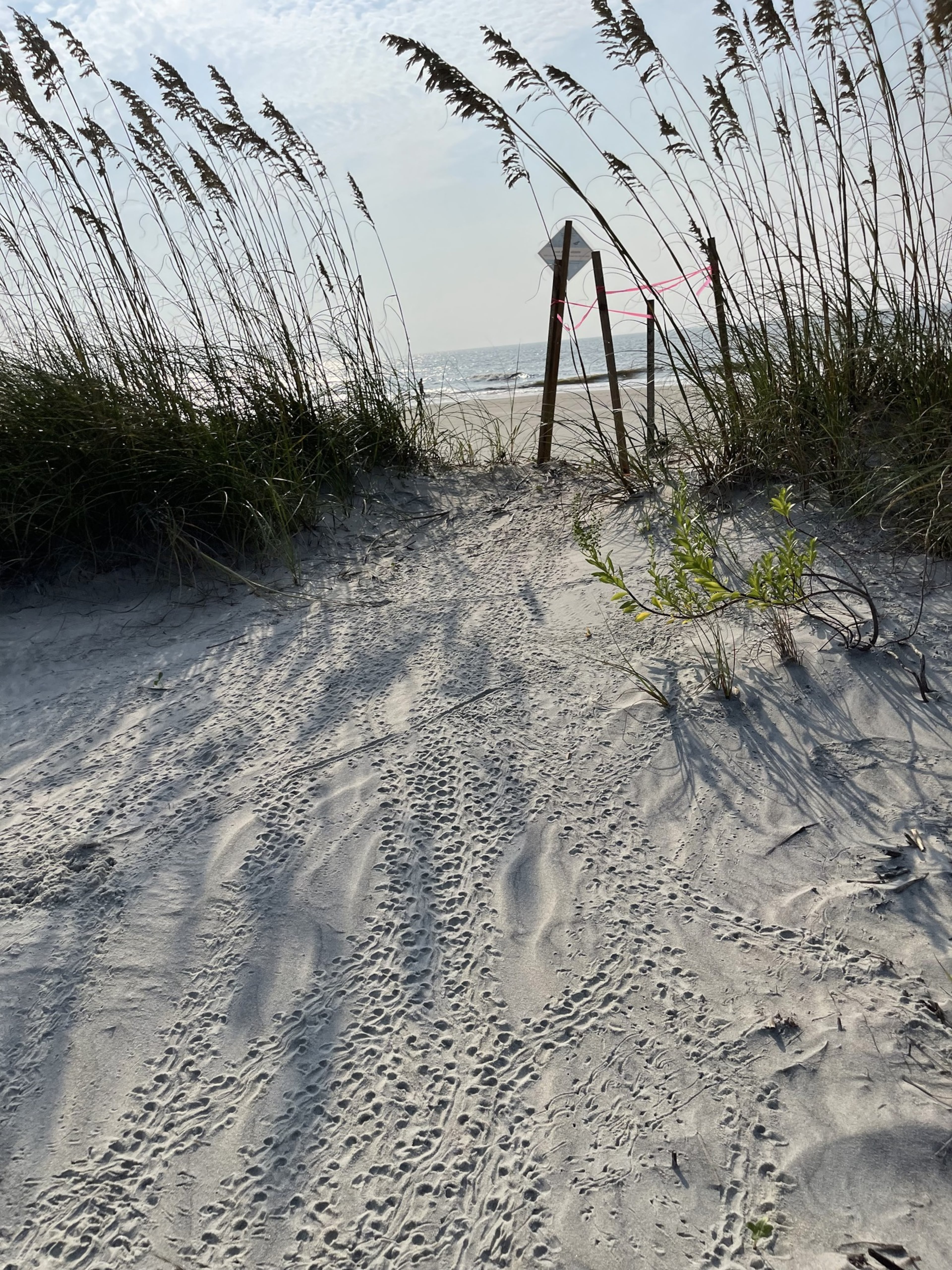 Sea turtle hatchling tracks lead into the dunes and away from the ocean on St. Simons Island in this 2024 photo. The tracks are indicative of hatchlings drawn to lights on the shore. Similar misorientations were tracked on Little St. Simons Island and Sapelo Island last year, where skyglow is caused by tower lights at an I-95 interchange 12 miles away. (Photo courtesy of the St. Simons Island Sea Turtle Project and One Hundred Miles)