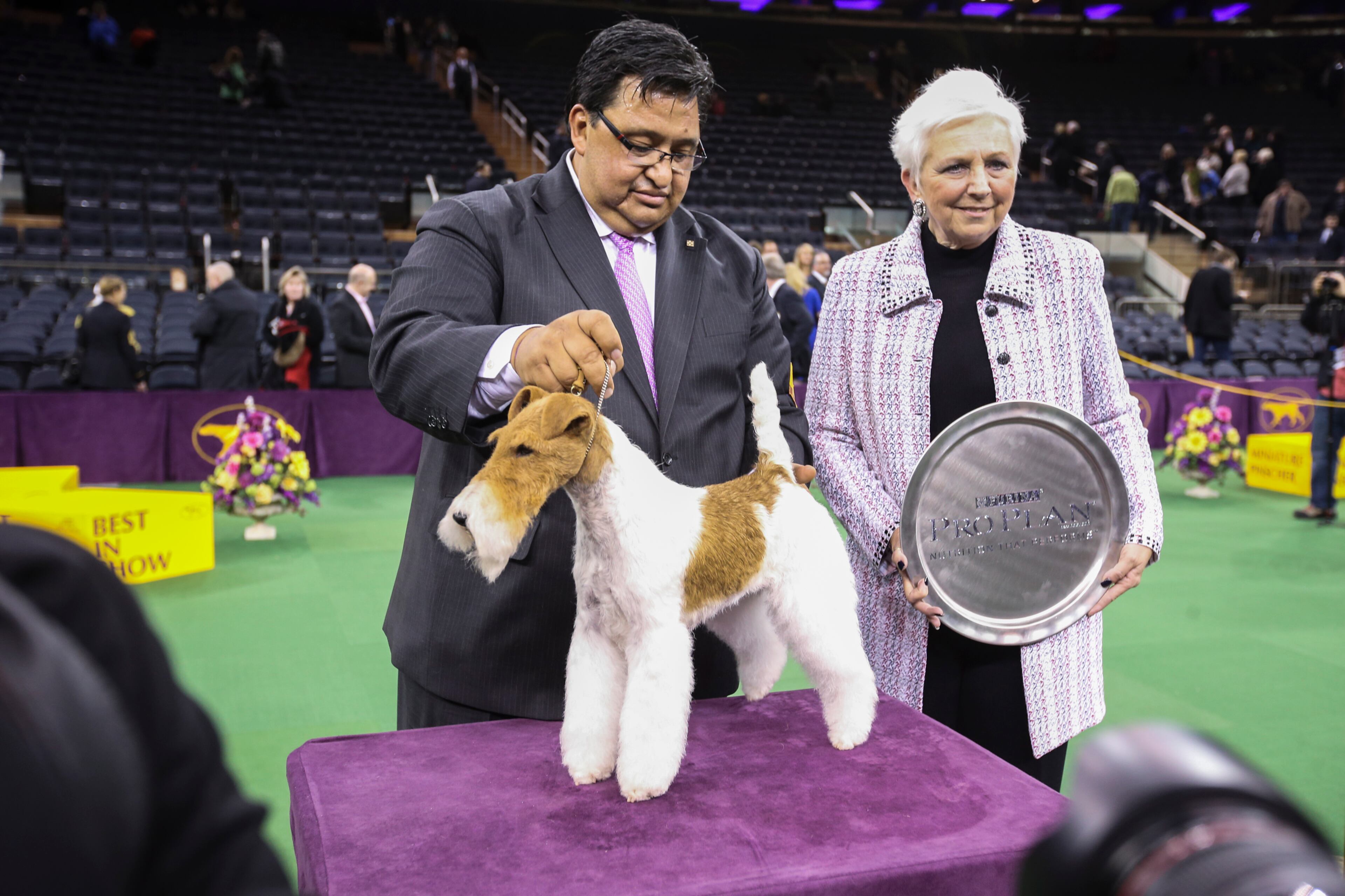 THE WESTMINSTER KENNEL CLUB DOG SHOW -- "The 138th Annual Westminster Kennel Club Dog Show" -- Pictured: Best In Show winner, Afterall Painting The Sky the Wire Fox Terrier at Madison Square Garden in New York City on Monday, February 11, 2014 -- (Photo by: Ben Hider/USA Network/NBCU Photo Bank via Getty Images)