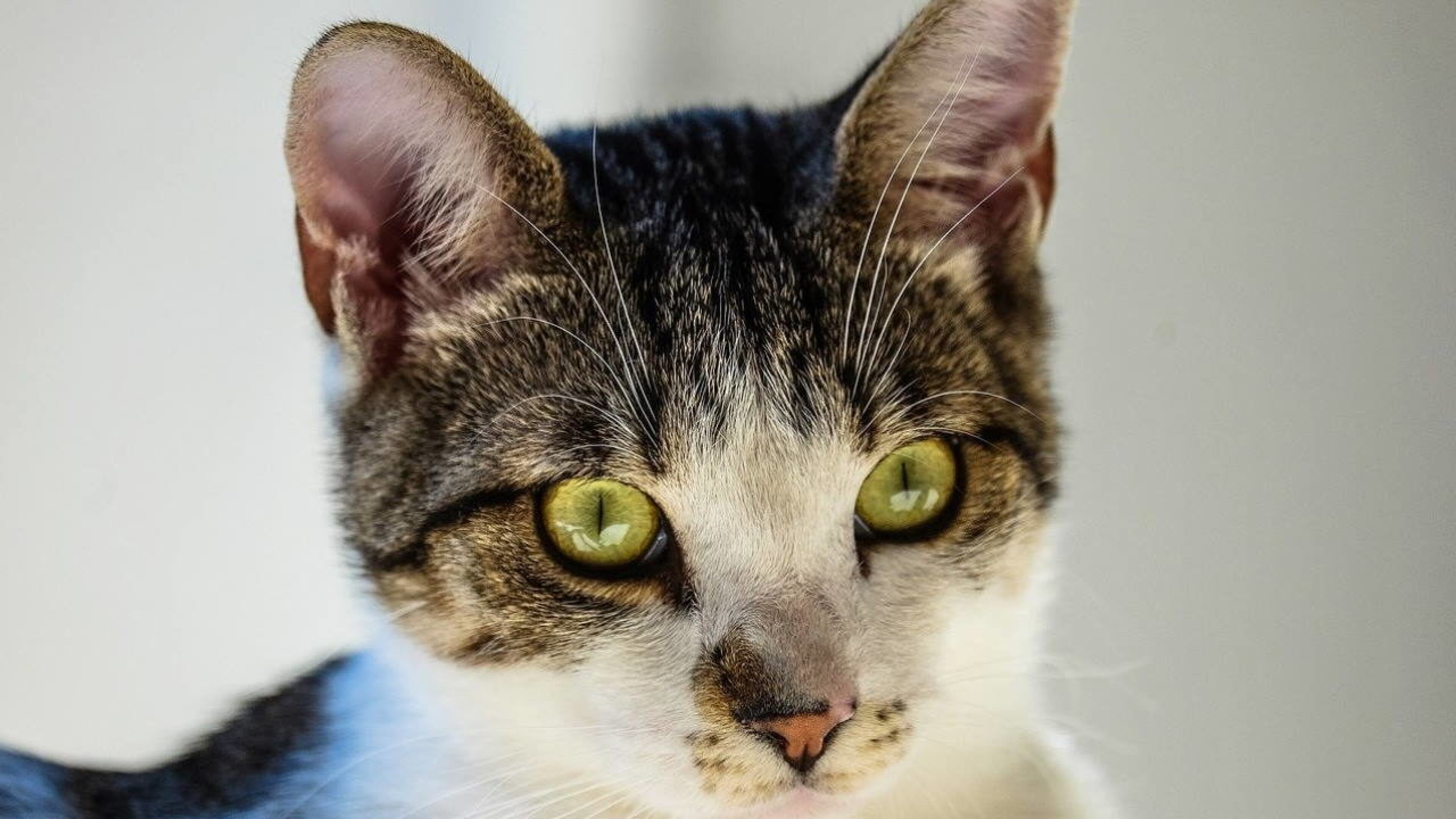 A cat named Paul Newman eluded an East Rochester couple before he was finally found on National Cat Day.