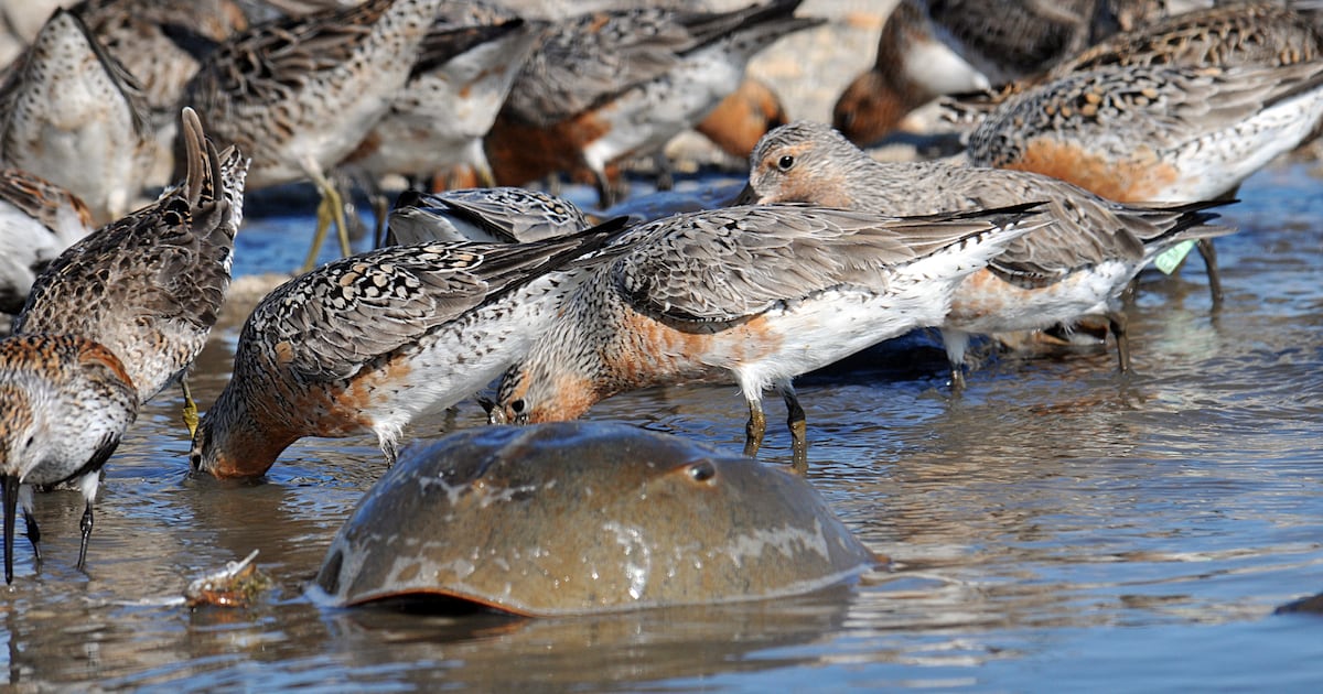 Going to the beach in Georgia? So are hungry birds and nesting sea turtles