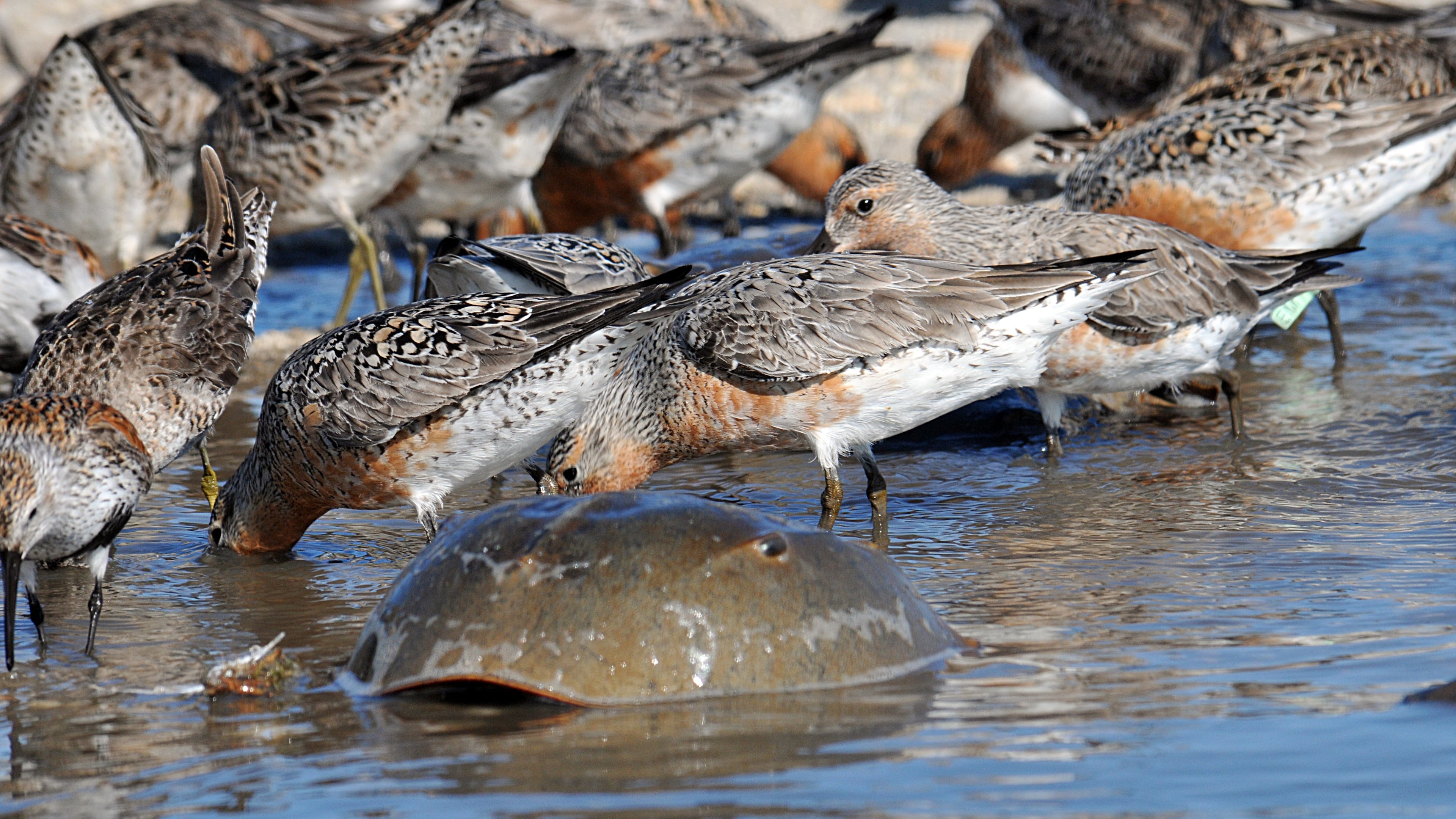 Migrating red knots, which spend the winter in South America,, gobble up horseshoe crab eggs on Georgia beaches in May. The eggs provide energy for the birds to continue their migration to nesting grounds in the Arctic. (Gregory Breesel/USFWS/Public Domain/Wikipedia Commons.)