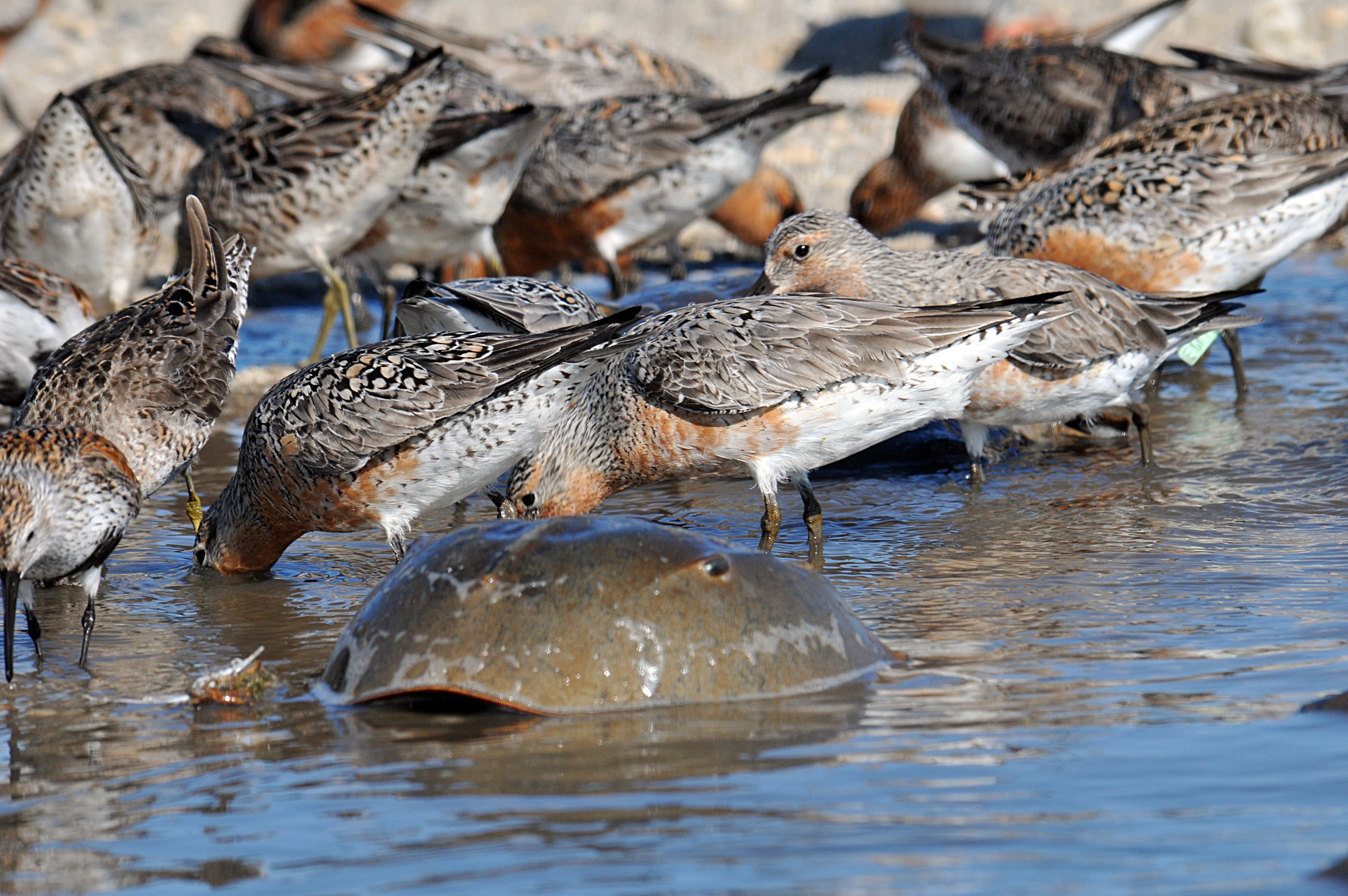 Shorebirds eating horseshoe crab eggs