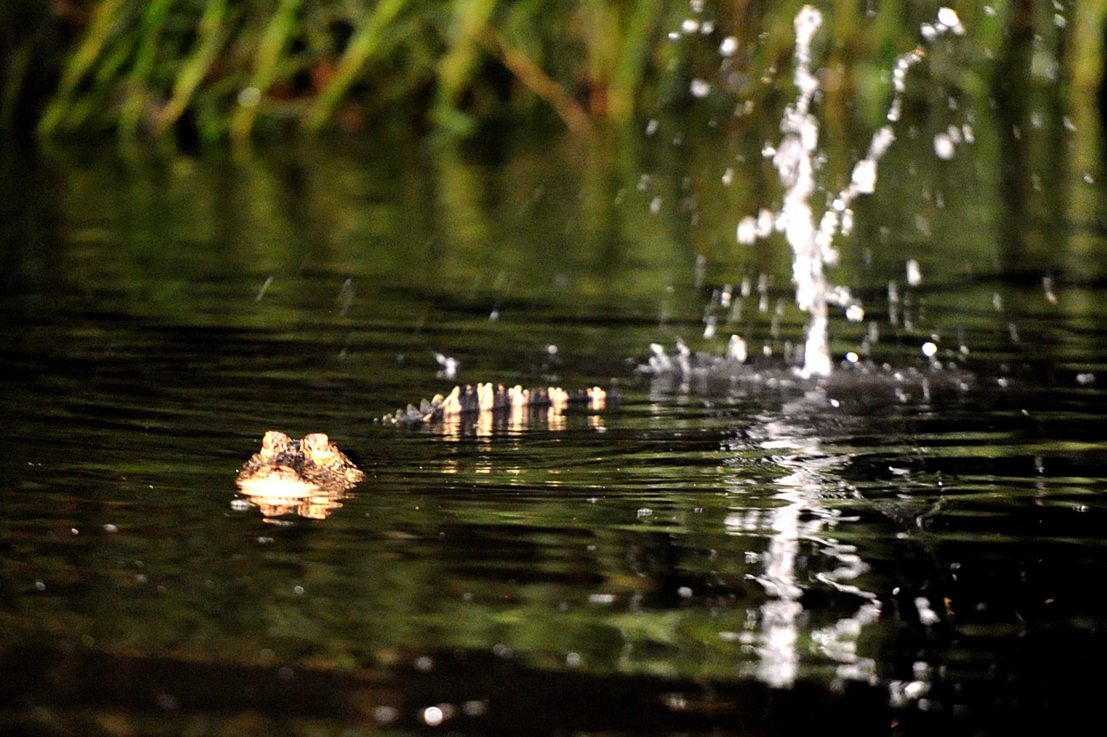 An alligator in Champney River splashes water with his tail in Darien on Saturday night, September 6, 2014. Georgia's alligator season runs Sept. 6 through Oct. 5, and it's no easy ticket. More than 11,000 people applied last year, with the state only offering 850 slots. The state considers its abundance of alligators to be one of its conservation success stories. Alligators were once listed as endangered because of poaching and encroaching development on their habitat, but wildlife management efforts helped them come back enough to be downlisted in 1987. HYOSUB SHIN / HSHIN@AJC.COM
