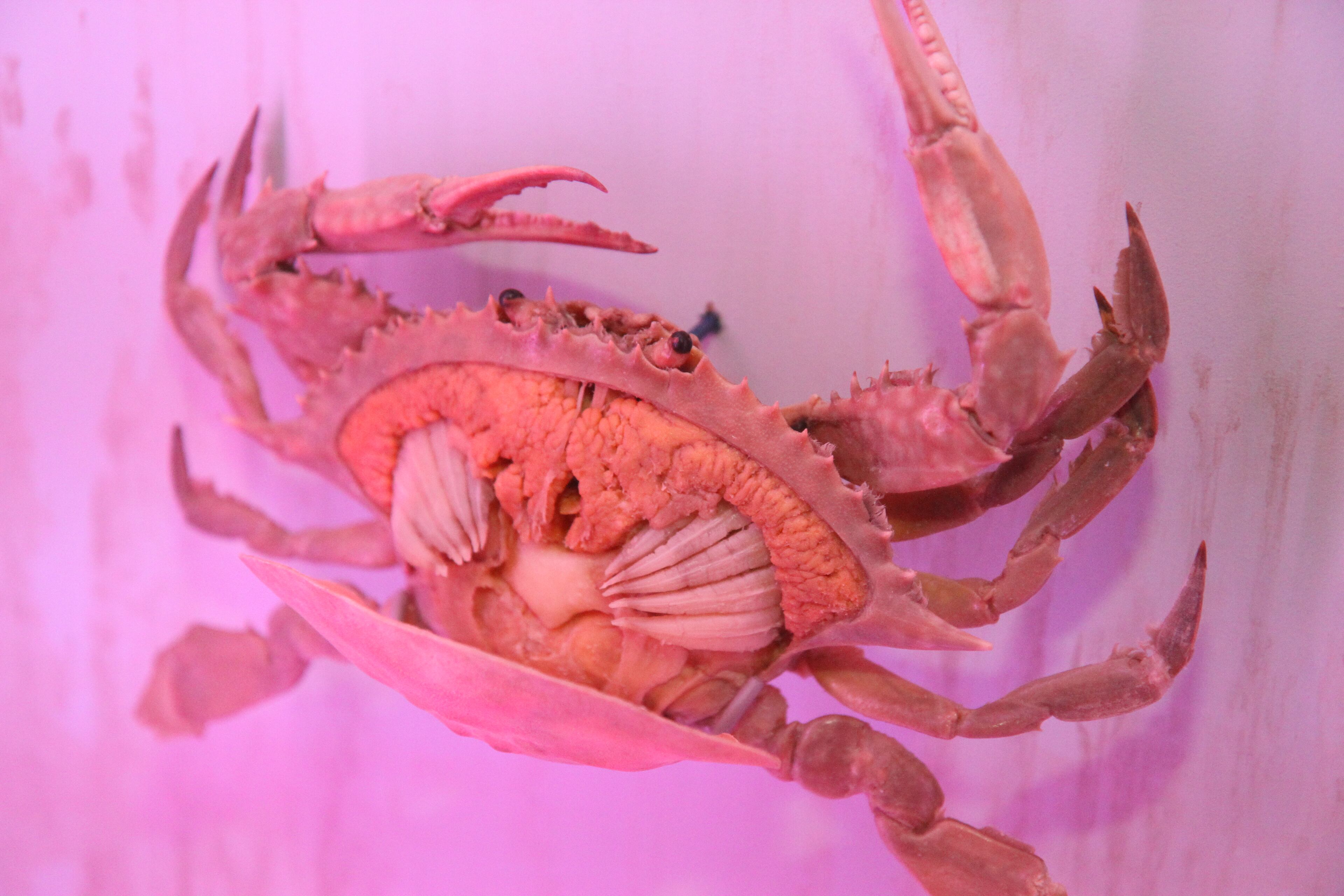 Here are some more photos from Sea Monsters Revealed: Aquatic Bodies at the Georgia Aquarium.