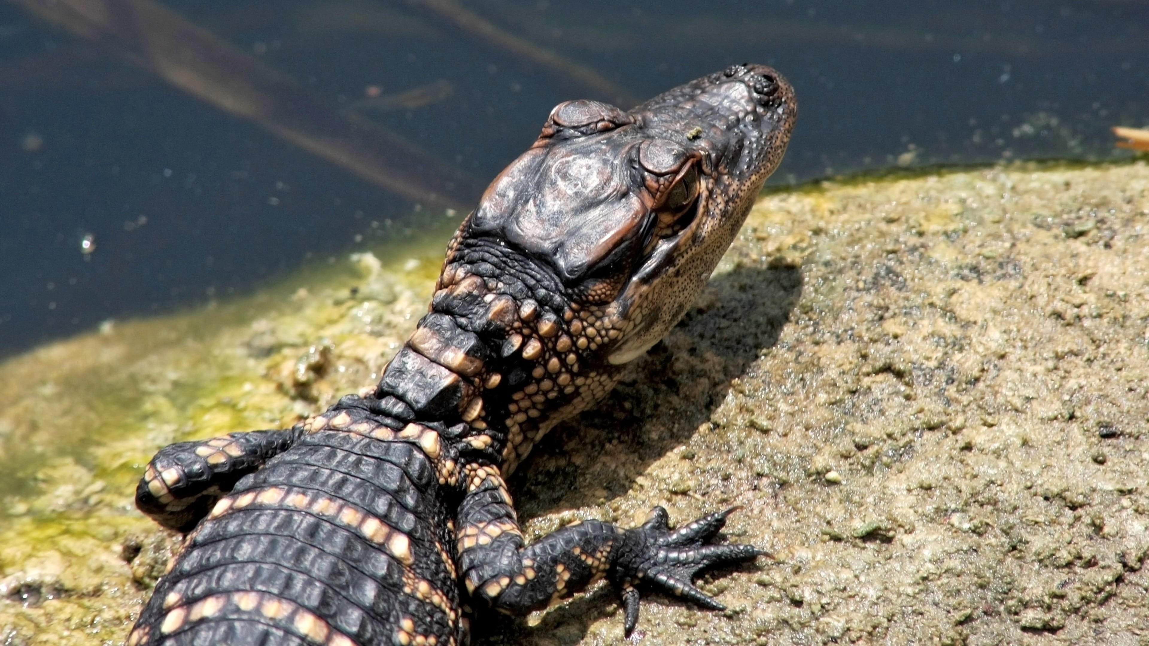 Thousands of baby alligators like this one are hatching out during August in the Okefenokee Swamp and other south Georgia wetlands. (Photo: Ianare Sevi/Creative Commons Share Alike 3.0 Unported)