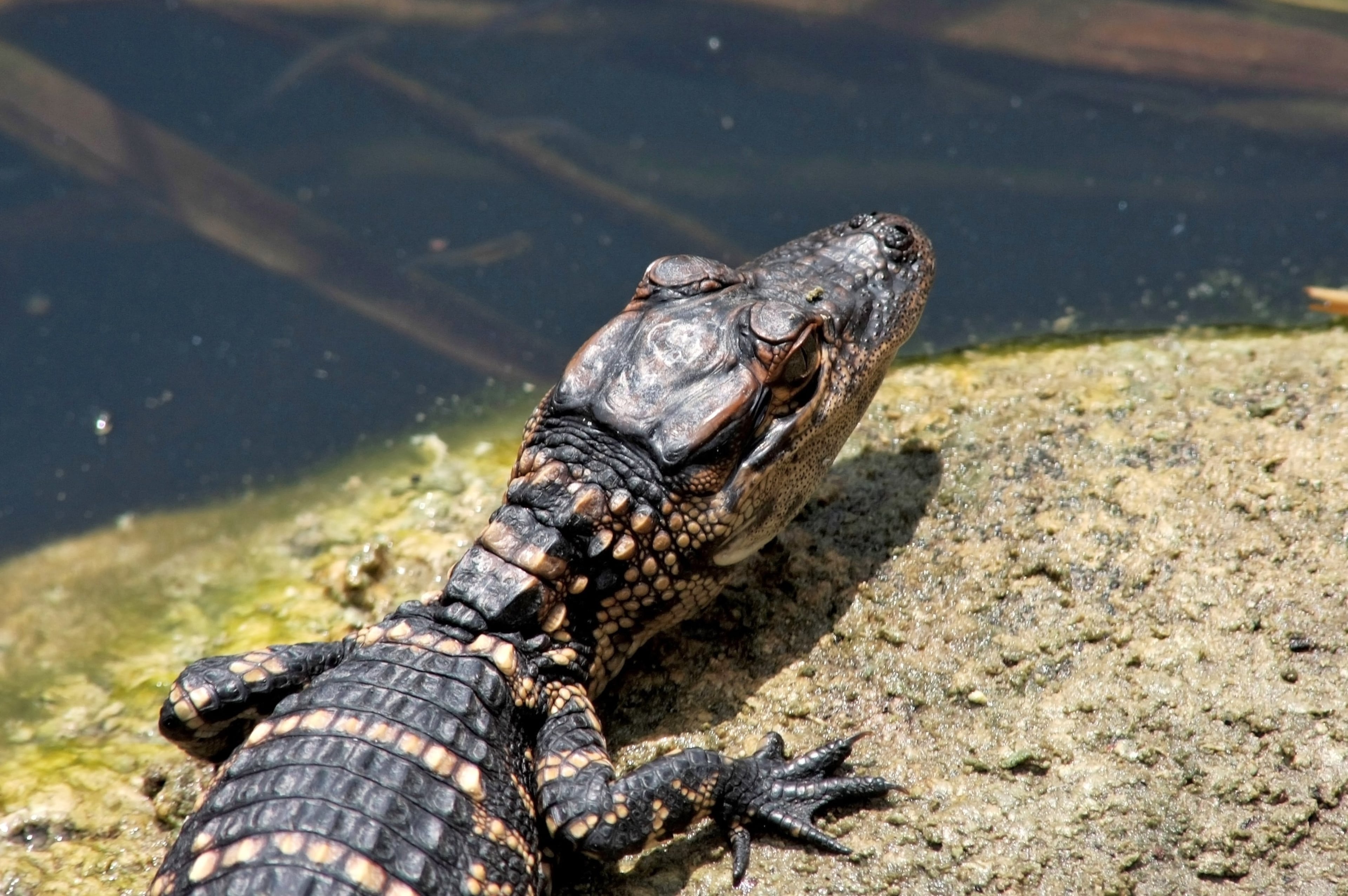 American alligator baby