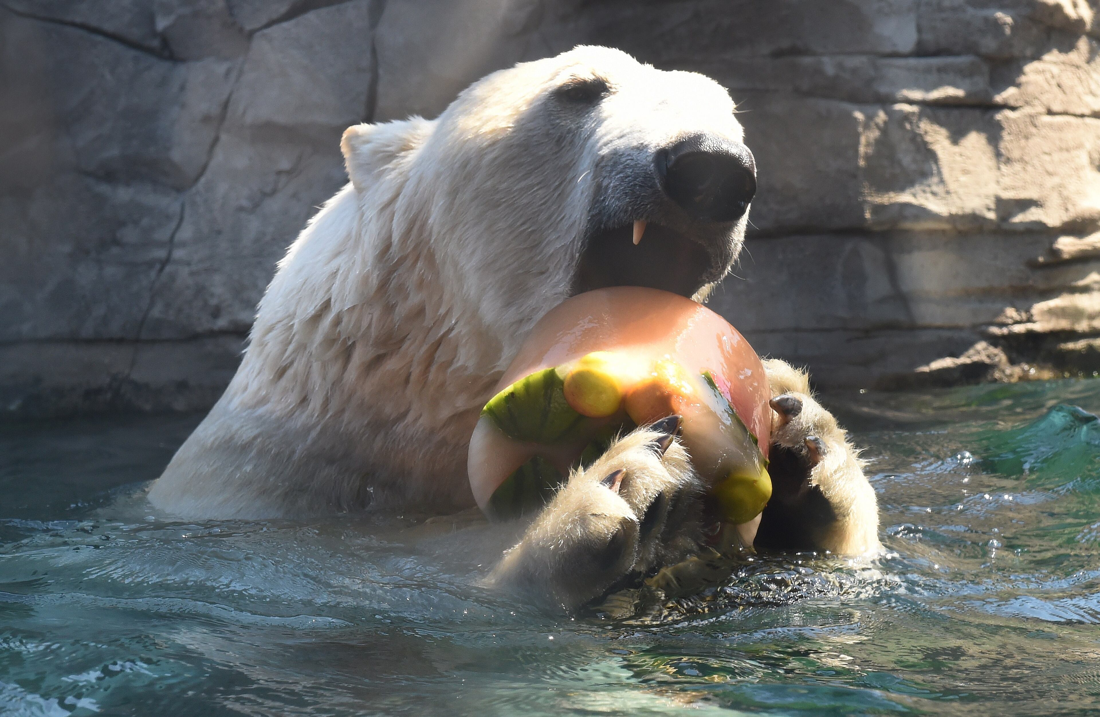 A polar bear enjoys frozen fruits in its enclosure in the zoo in Hanover, central Germany, on July 2, 2015. Meteorologists forecast temperatures around 30 degrees for the Germany. (Photo: HOLGER HOLLEMANN/AFP/Getty Images)