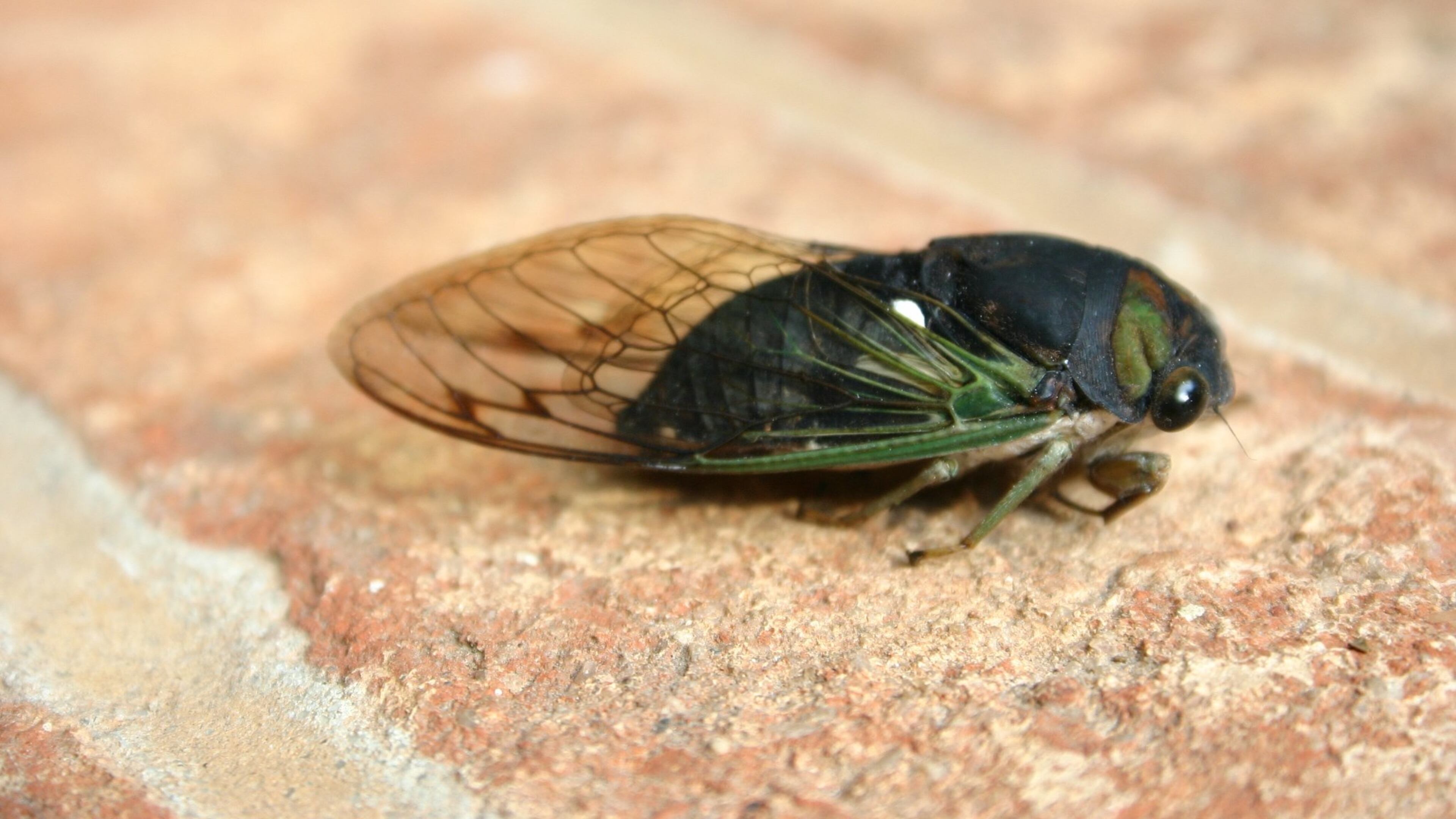 Dog-day cicadas have dark eyes and green wing veins. PHOTO CREDIT: Walter Reeves