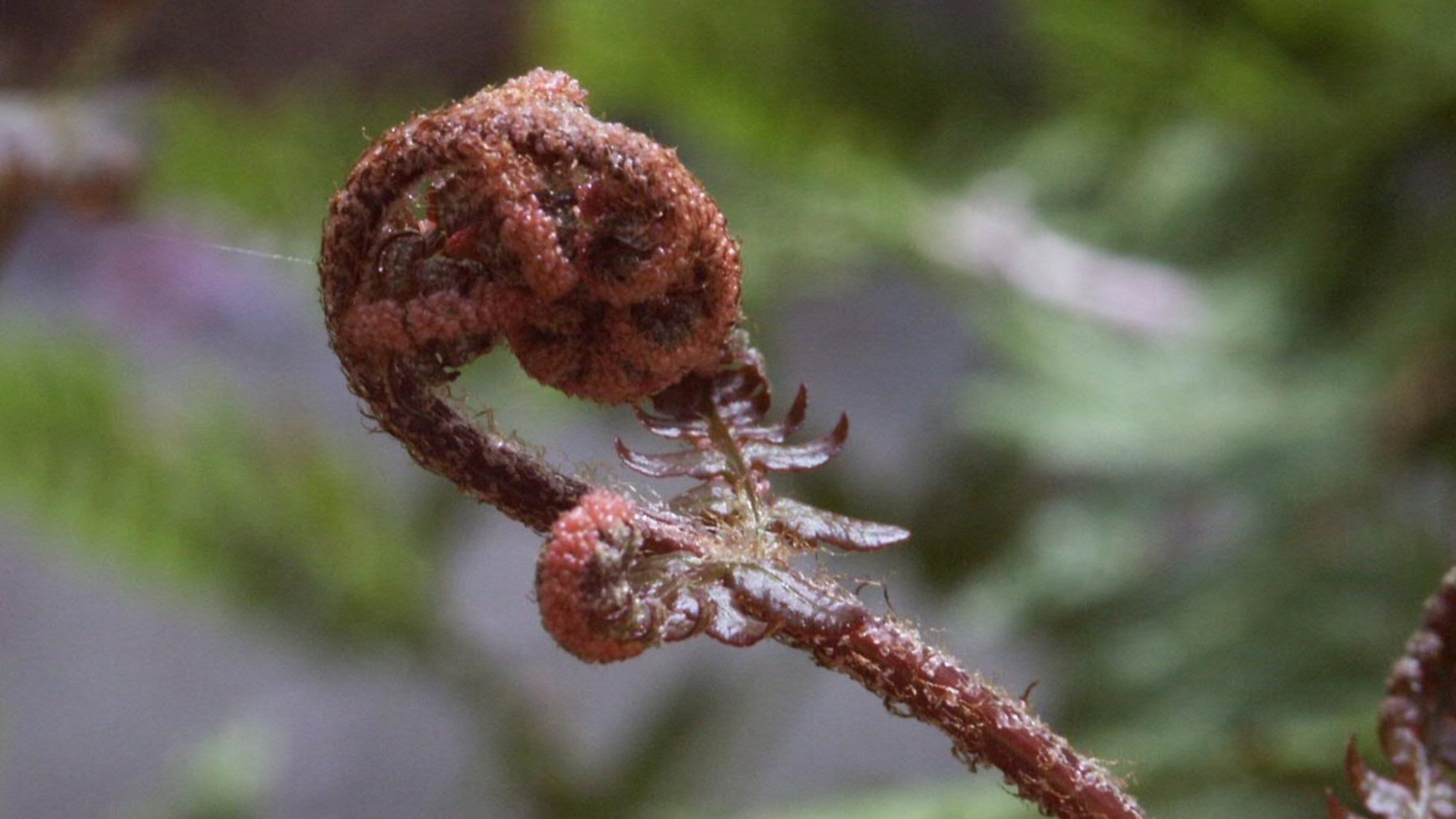 The bronze new foliage of autumn fern is attractive, and the spring emergence of fiddleheads is a bonus. CONTRIBUTED BY WALTER REEVES