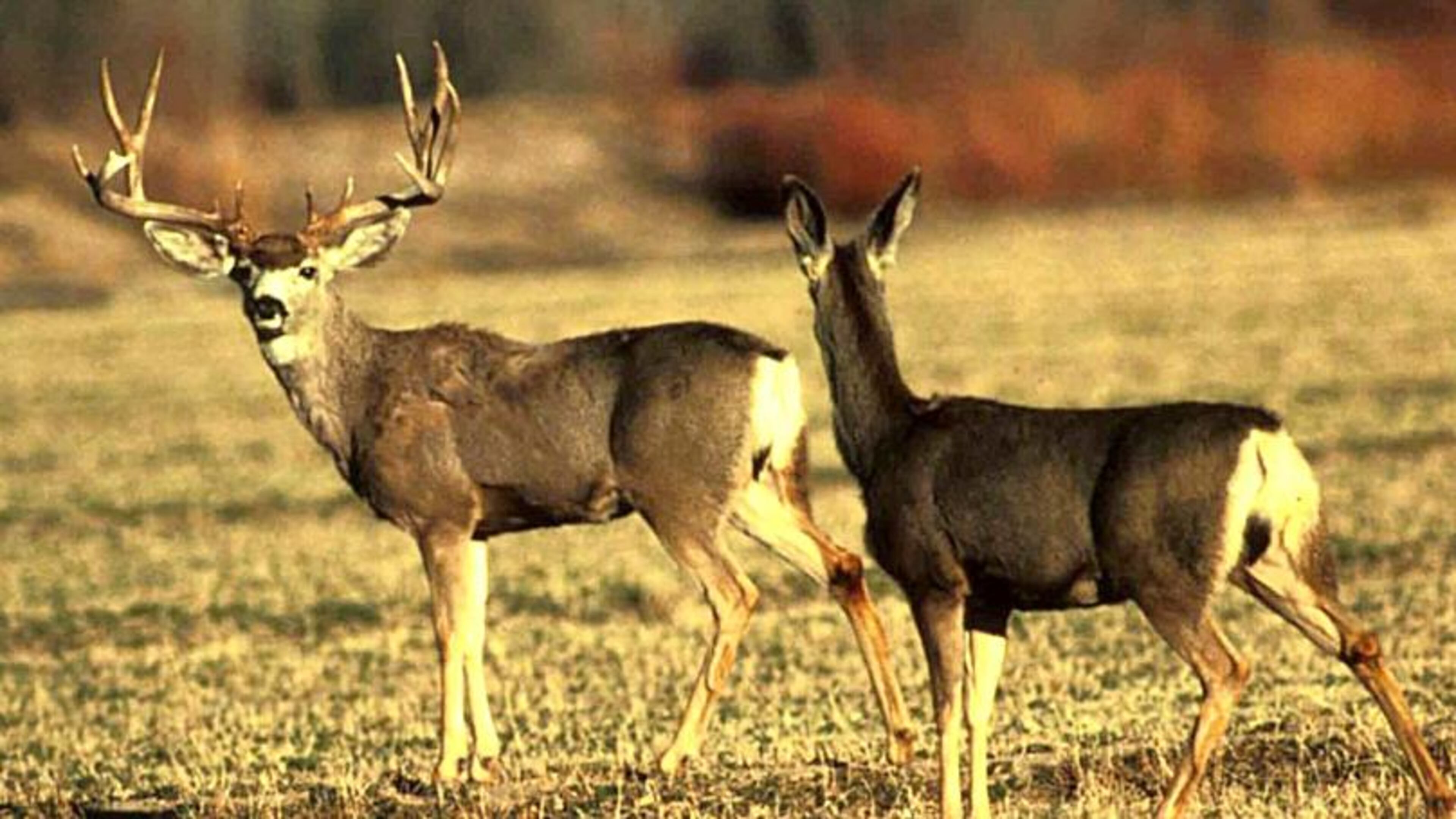 The practice of hunting deer over bait could soon expand in Georgia. AP file.