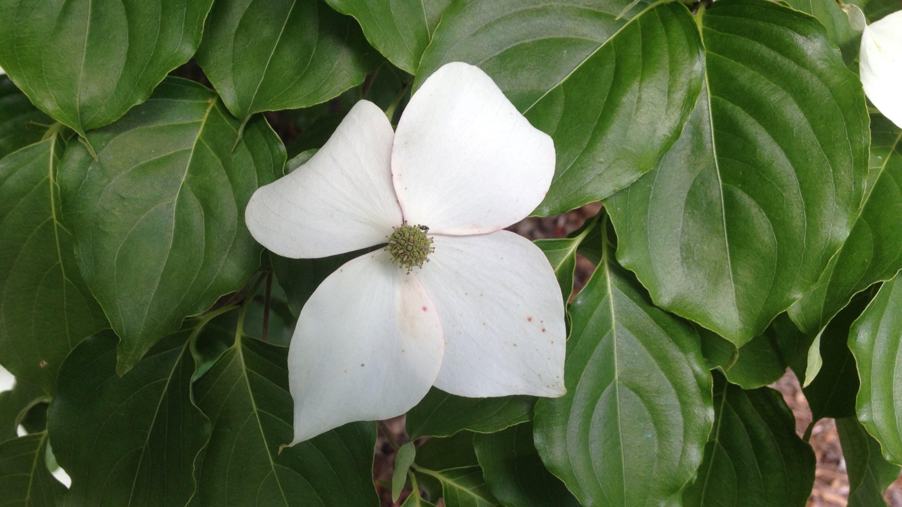 Kousa dogwood flowers resemble our native dogwood but they appear in May. WALTER REEVES