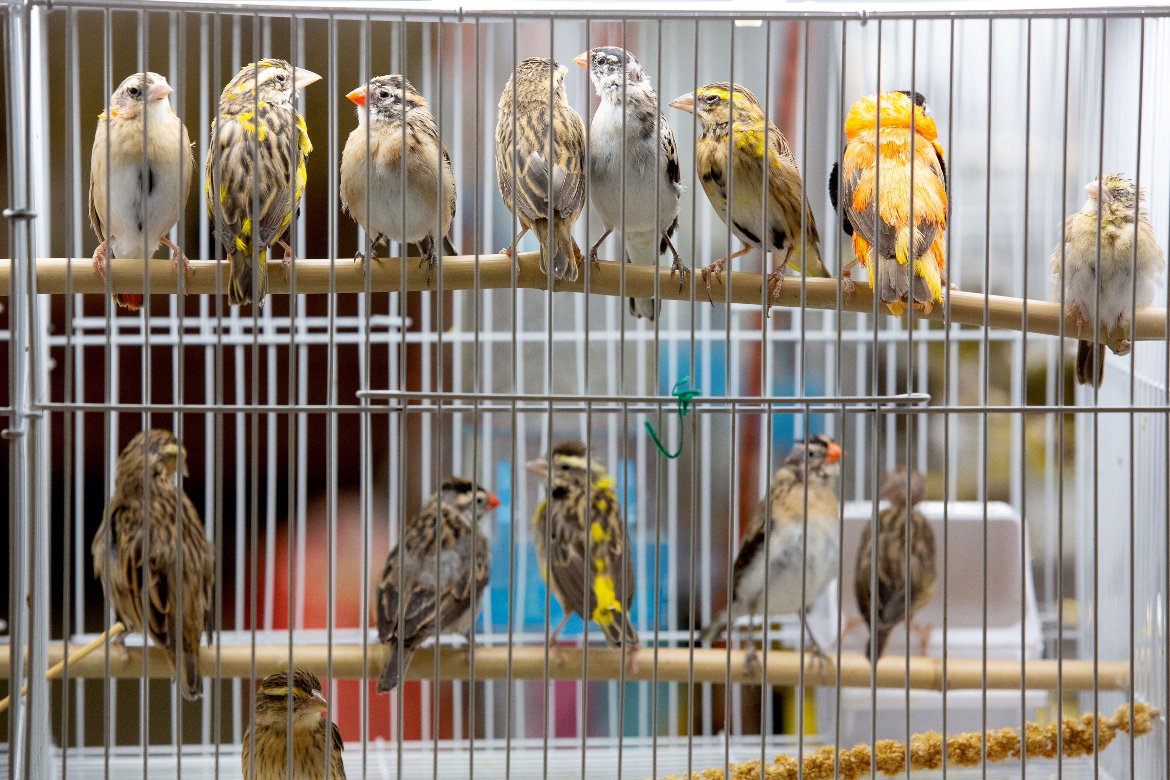 Finches for sale are on display at the Southeast Exotic Bird Fair at the Gwinnett County Fairgrounds on Saturday, December 5, 2020. (Photo: Steve Schaefer for The Atlanta Journal-Constitution)