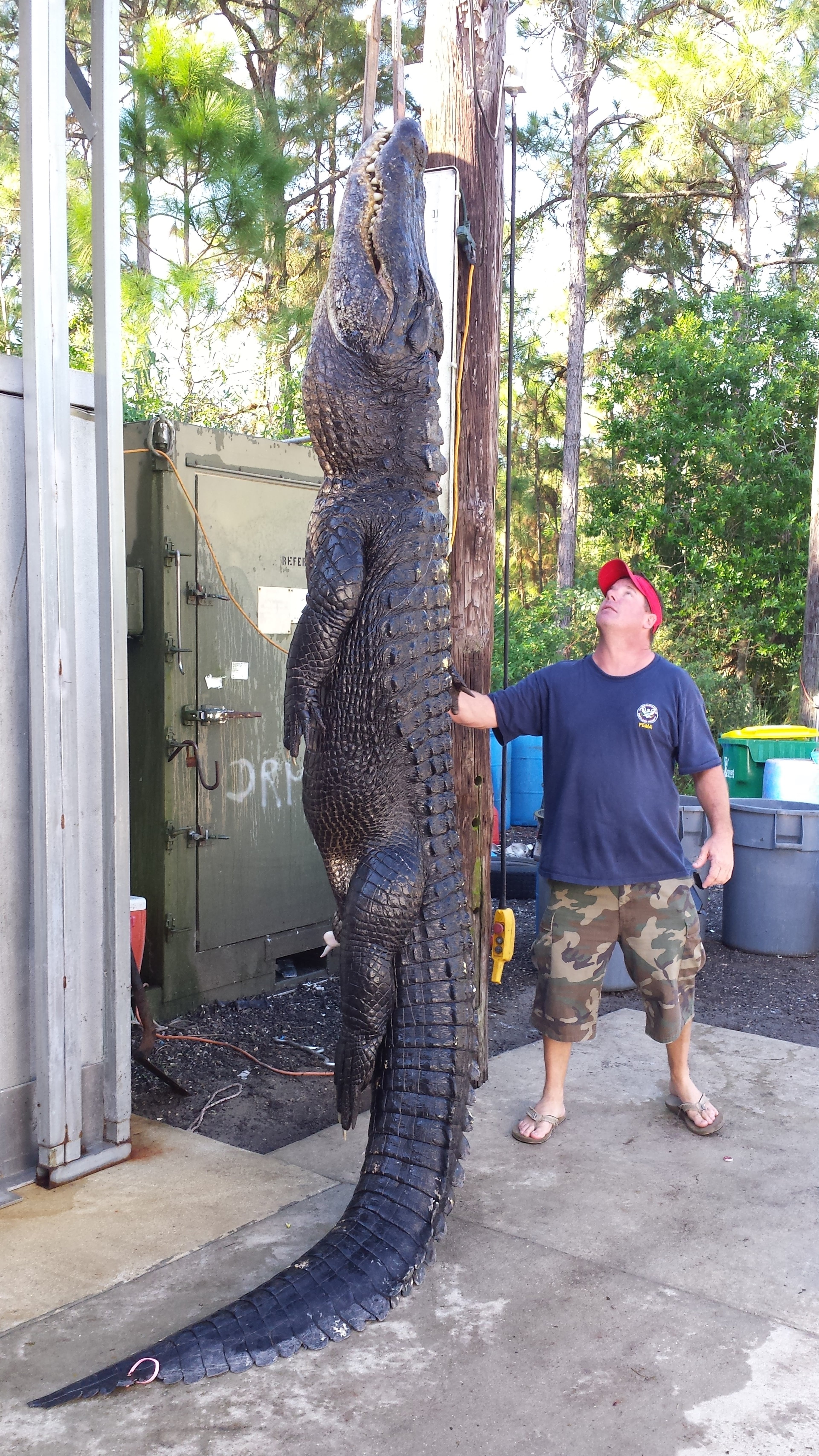Man captures huge alligator in the St. Johns River in St. Johns County near the Riverdale Boat ramp.