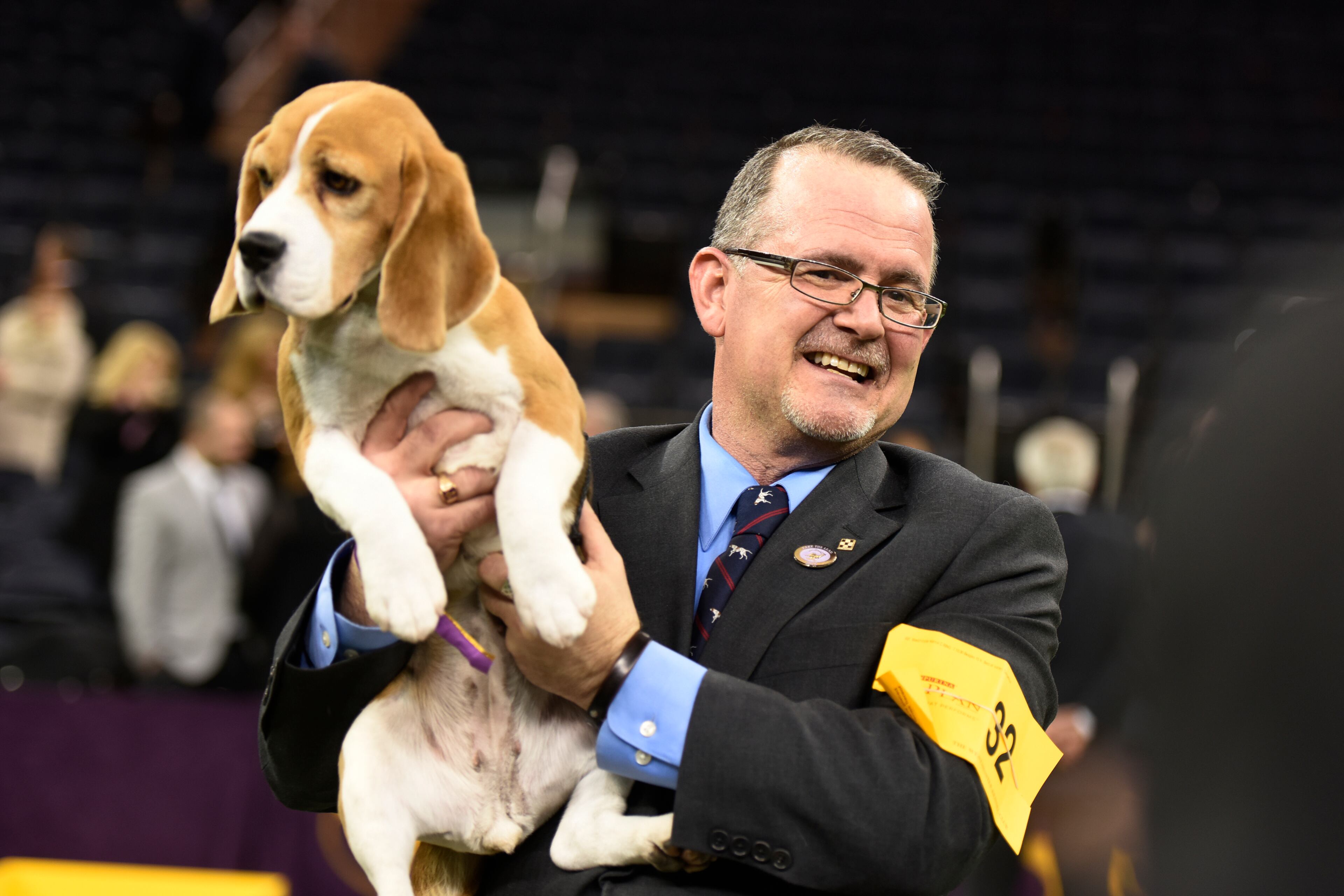 THE WESTMINSTER KENNEL CLUB DOG SHOW -- "The 139th Annual Westminster Kennel Club Dog Show" at Madison Square Garden in New York City on Tuesday, February 17, 2015 -- Pictured: Best in Show, Miss P the 15" Beagle -- (Photo by: Dave Kotinsky/USA Network/NBCU Photo Bank via Getty Images)
