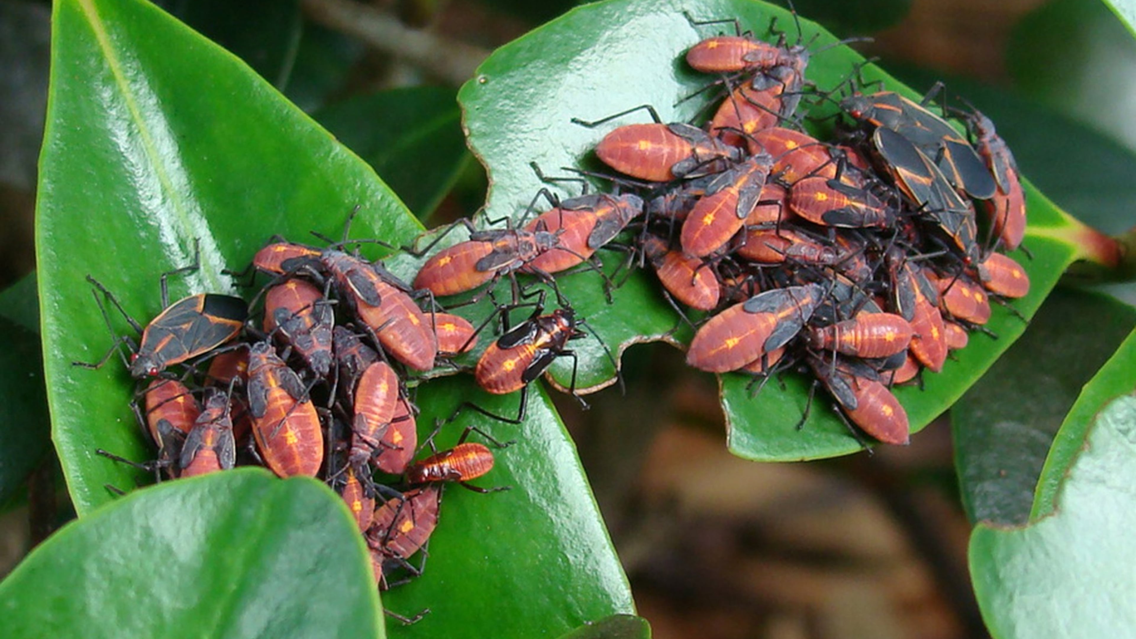 Boxelder bugs congregate by the hundreds under seed-bearing trees. CONTRIBUTED BY WALTER REEVES