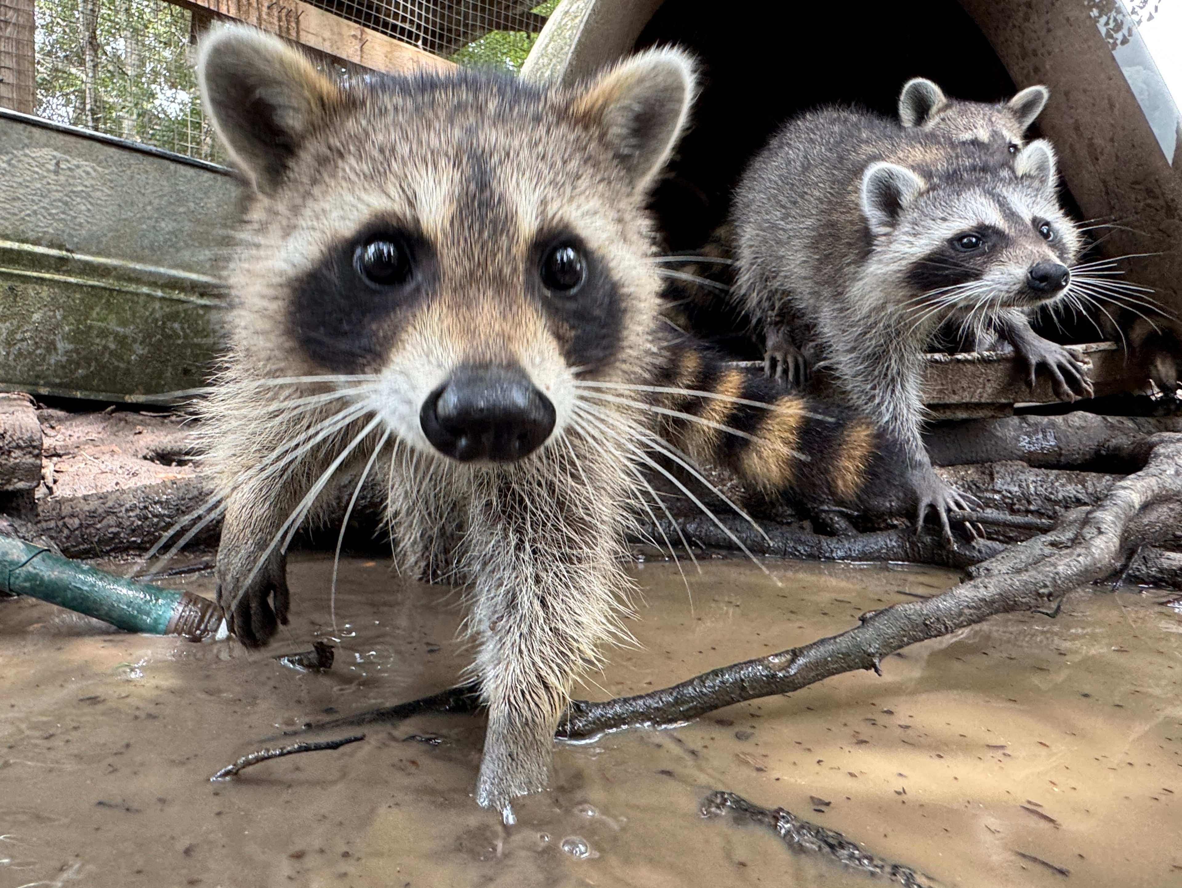 A raccoon kit digs through water and mud at Woodside Wildlife Rescue in Pass Christian, Miss. (Sophie Bates/AP)