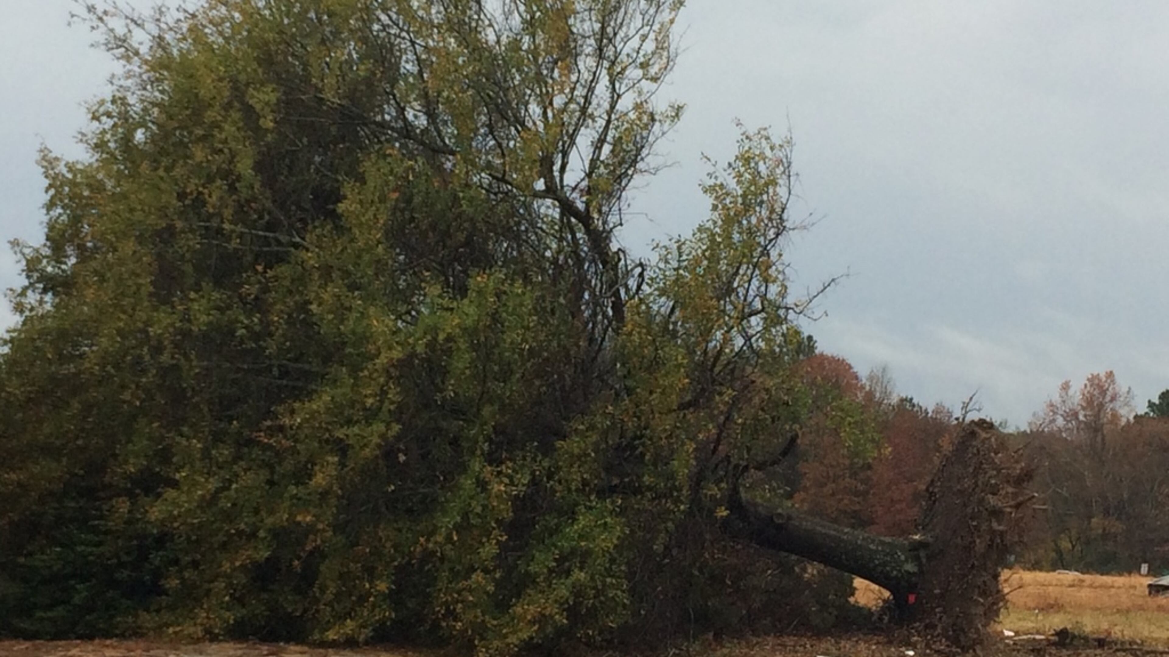 A tree was uprooted in Cobb County during Wednesday's storms. RAISA HABERSHAM / RAISA.HABERSHAM@AJC.COM