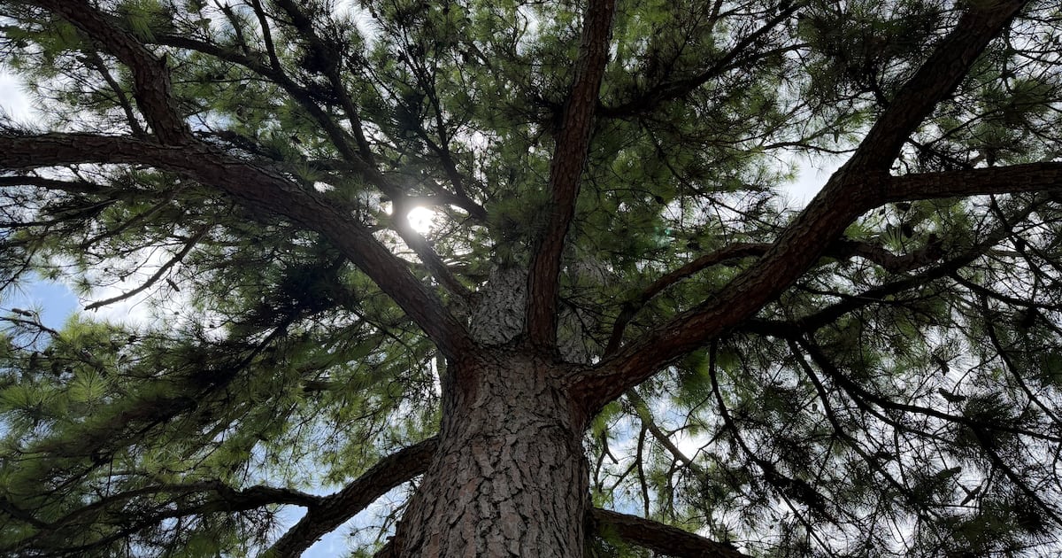 Tree seeds circled the moon. Then were planted here. Now they’re endangered.