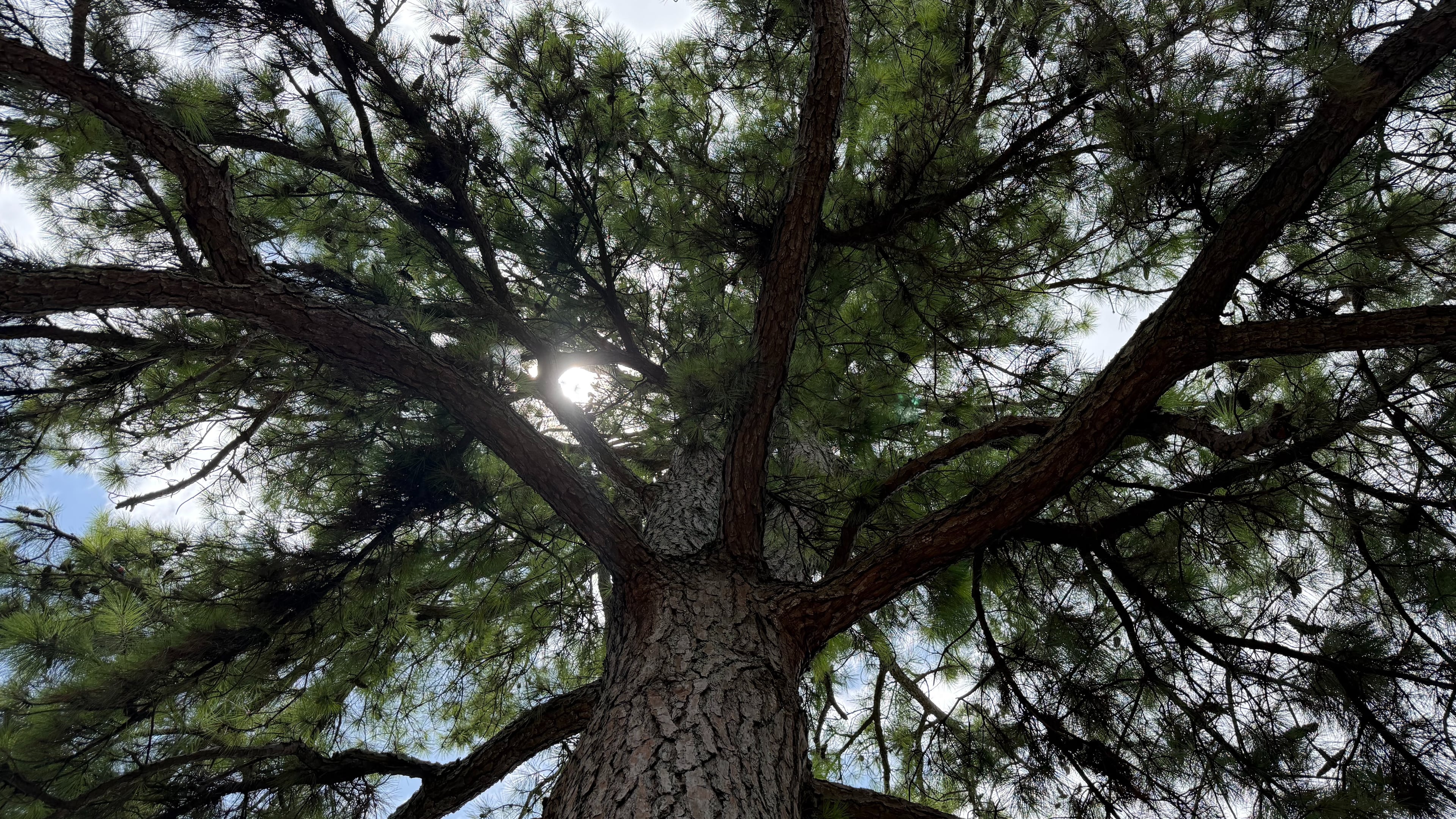 This loblolly pine was planted in 1976 in Athens, Georgia. The seed orbited the moon in 1971 aboard Apollo 14. The tree, and others like it, are called "Moon Trees." (Fletcher Page/AJC)