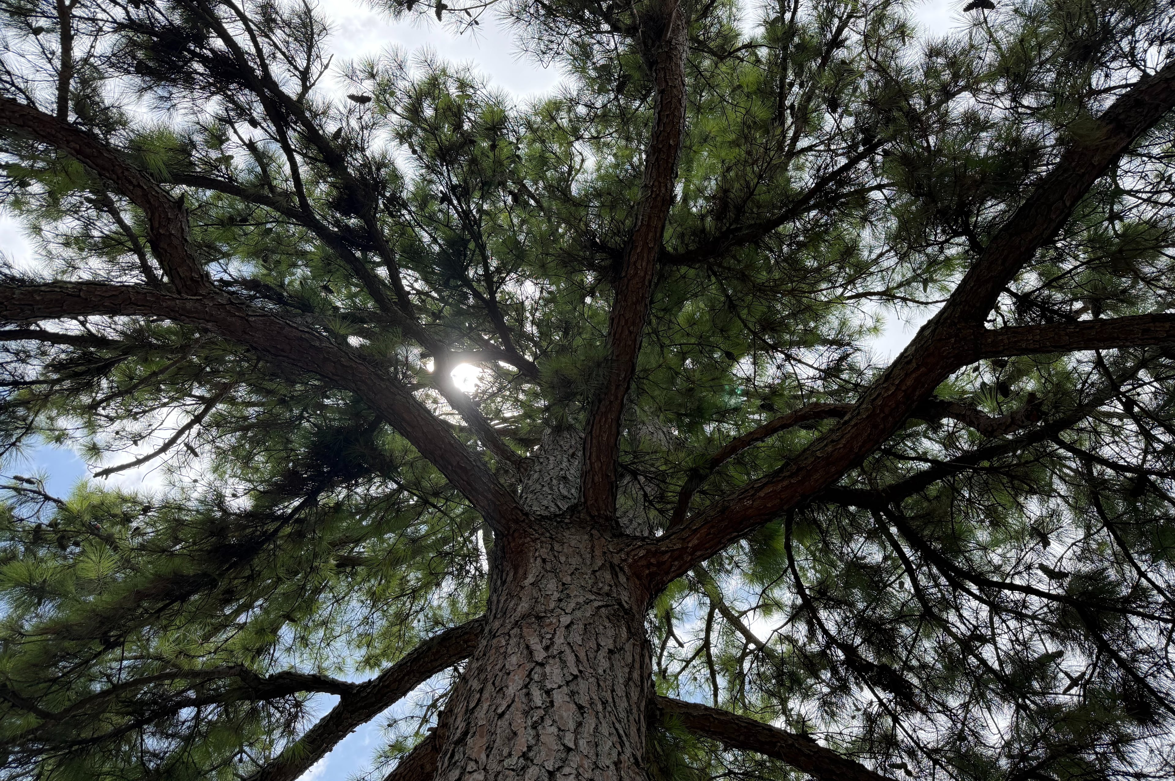 Athens Moon Tree