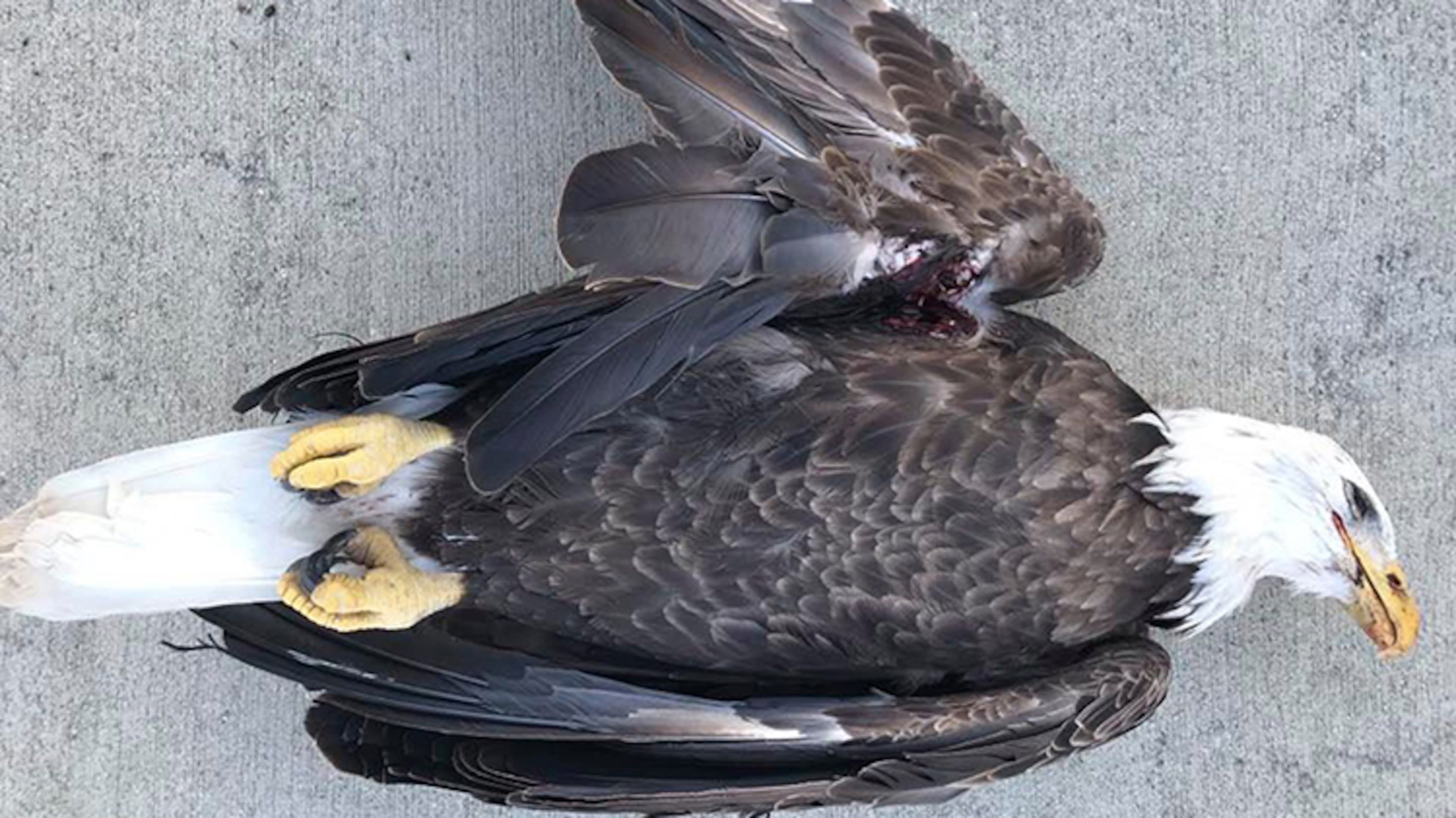 An eagle was shot and killed in Lawrence County, Indiana, on Dec. 20.