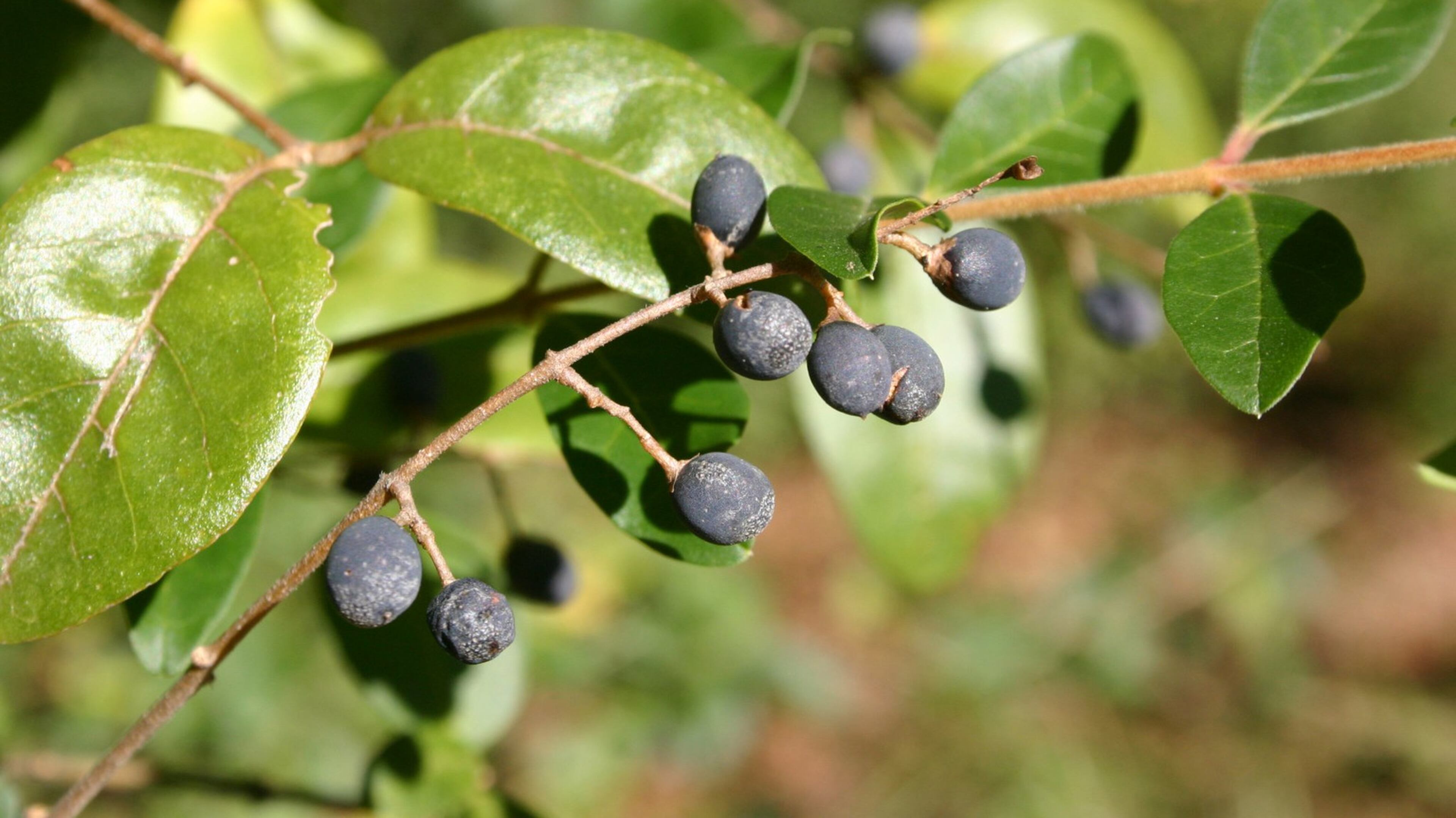 The large size of privet seeds helps them resist weed-preventer chemicals. WALTER REEVES
