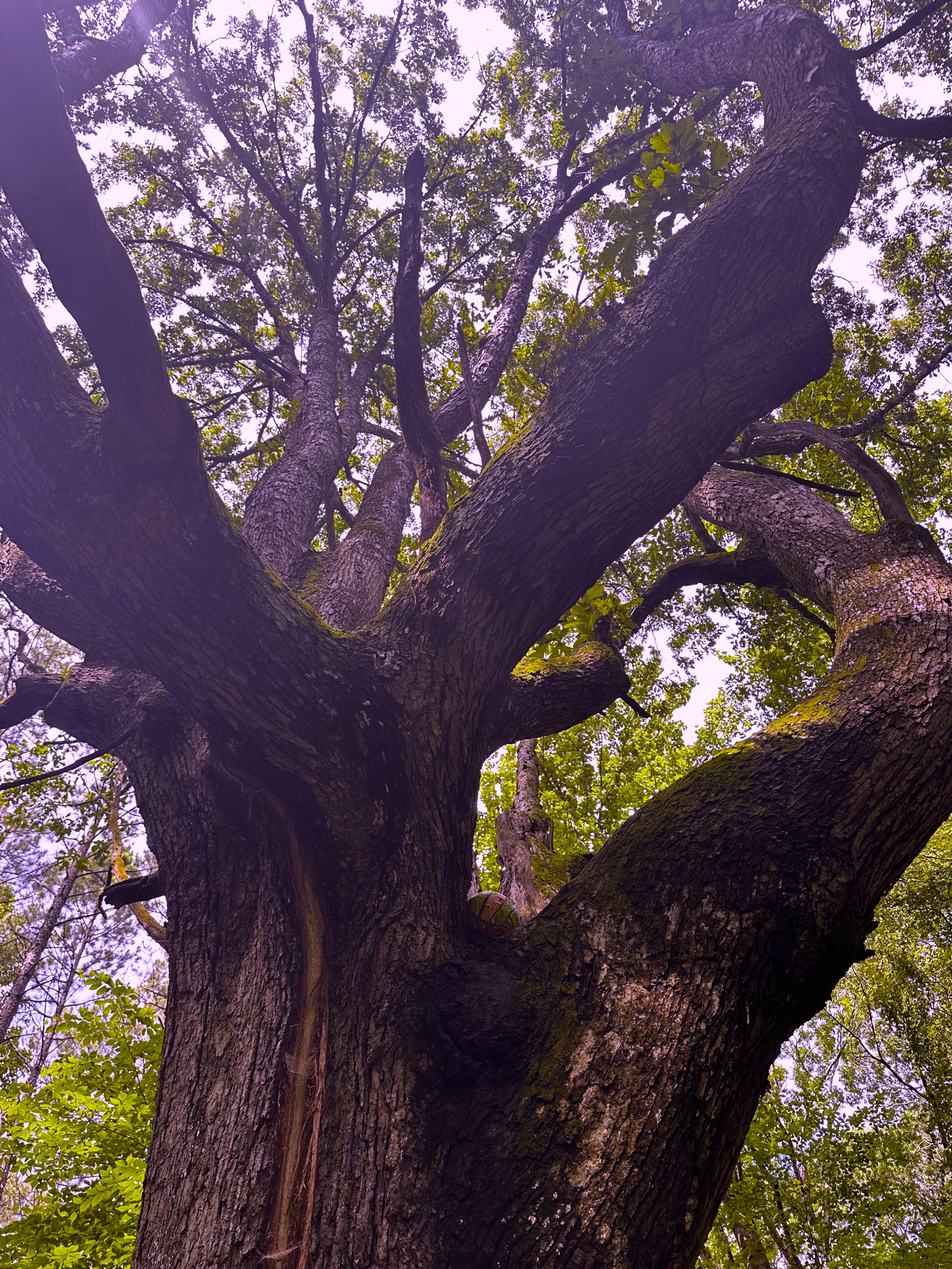Trees in Briarlake Forest Park’s “Avenue of the Giants” are impressive. (Courtesy of Jonah McDonald)