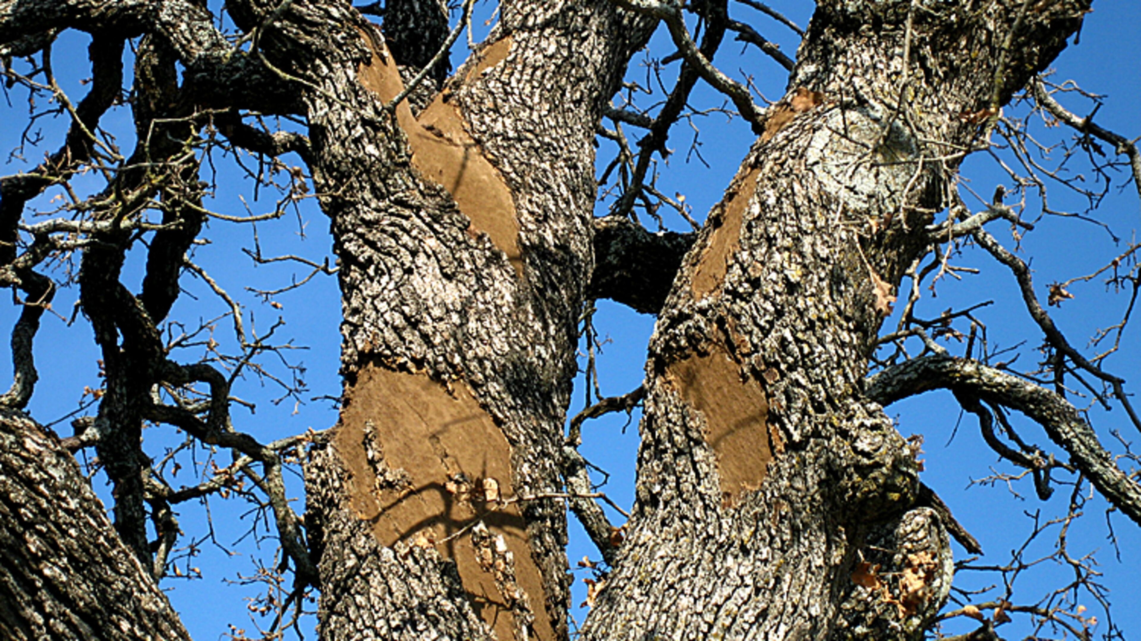 Hypoxylon Canker is a fungus disease that attacks large shade trees weakened by drought. Alpharetta will lose a large tree on its Arts Center site to the disease. TEXAS A&M FOREST SERVICE