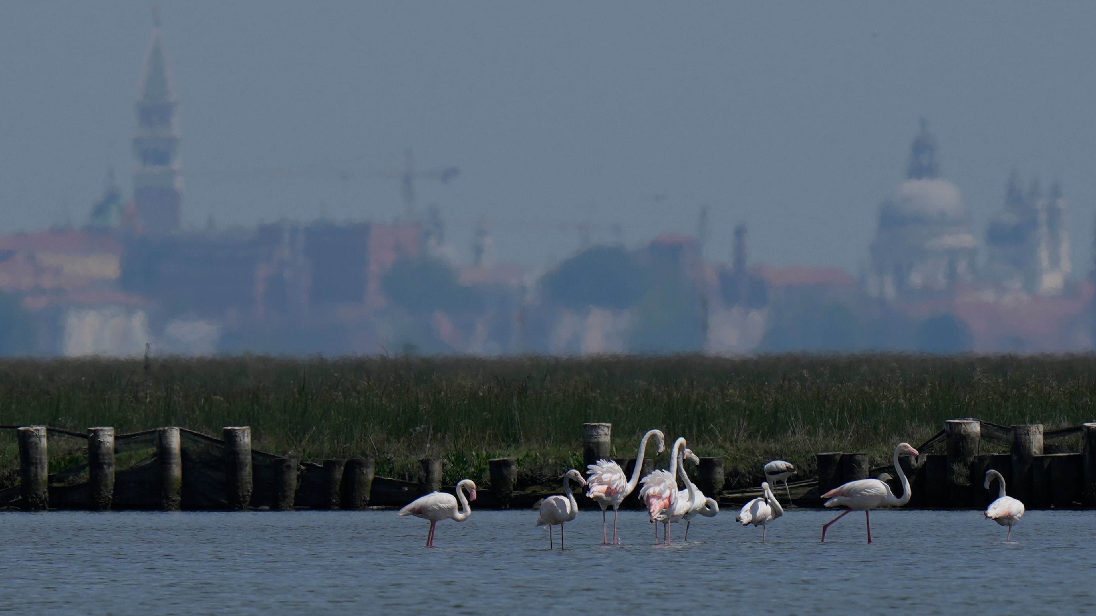 A group of flamingos feed in the Venetian lagoon, in Venice, Italy, Monday, May 4, 2026. (AP Photo/Luca Bruno)