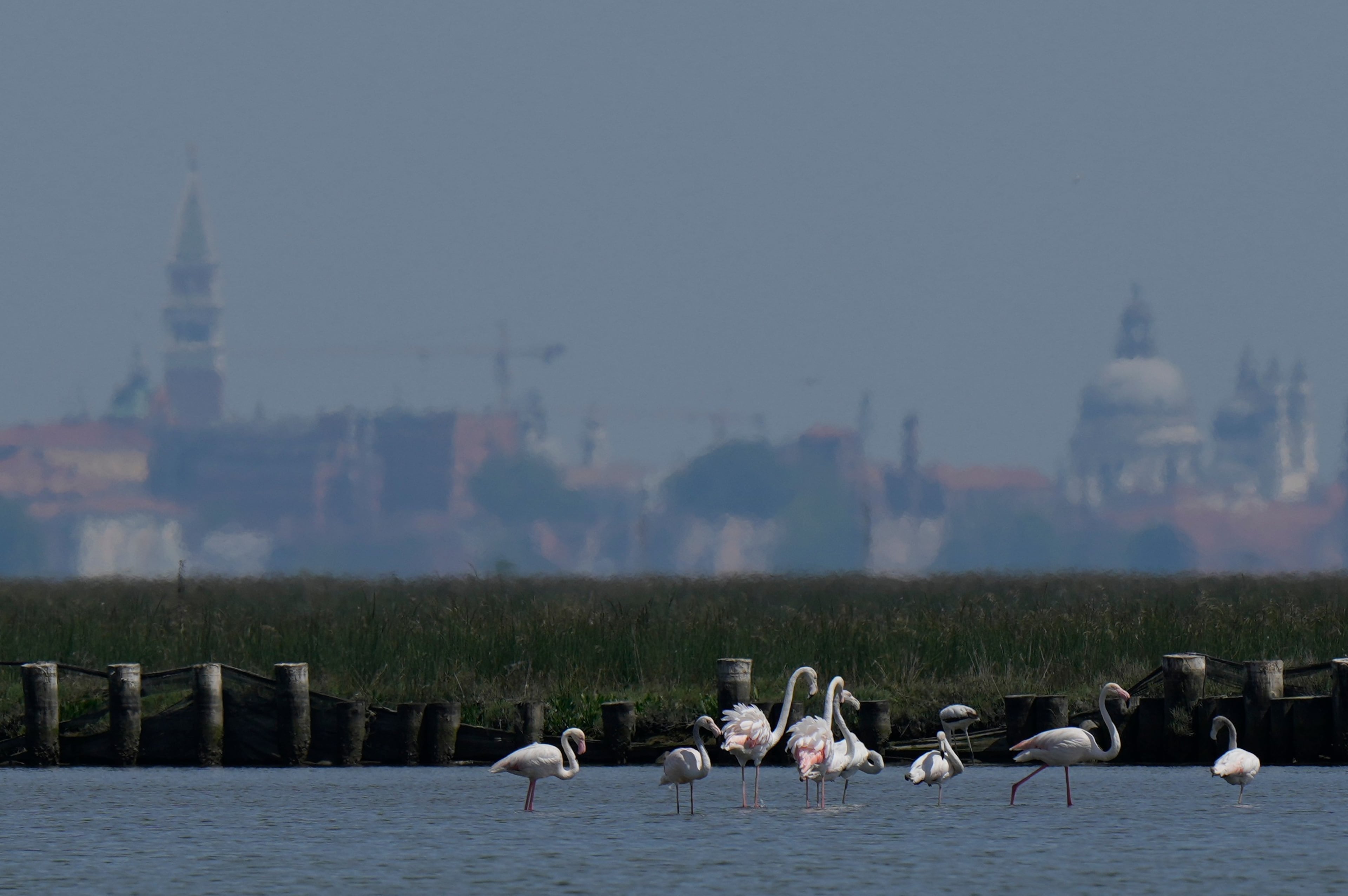 Italy Venice Flamingos