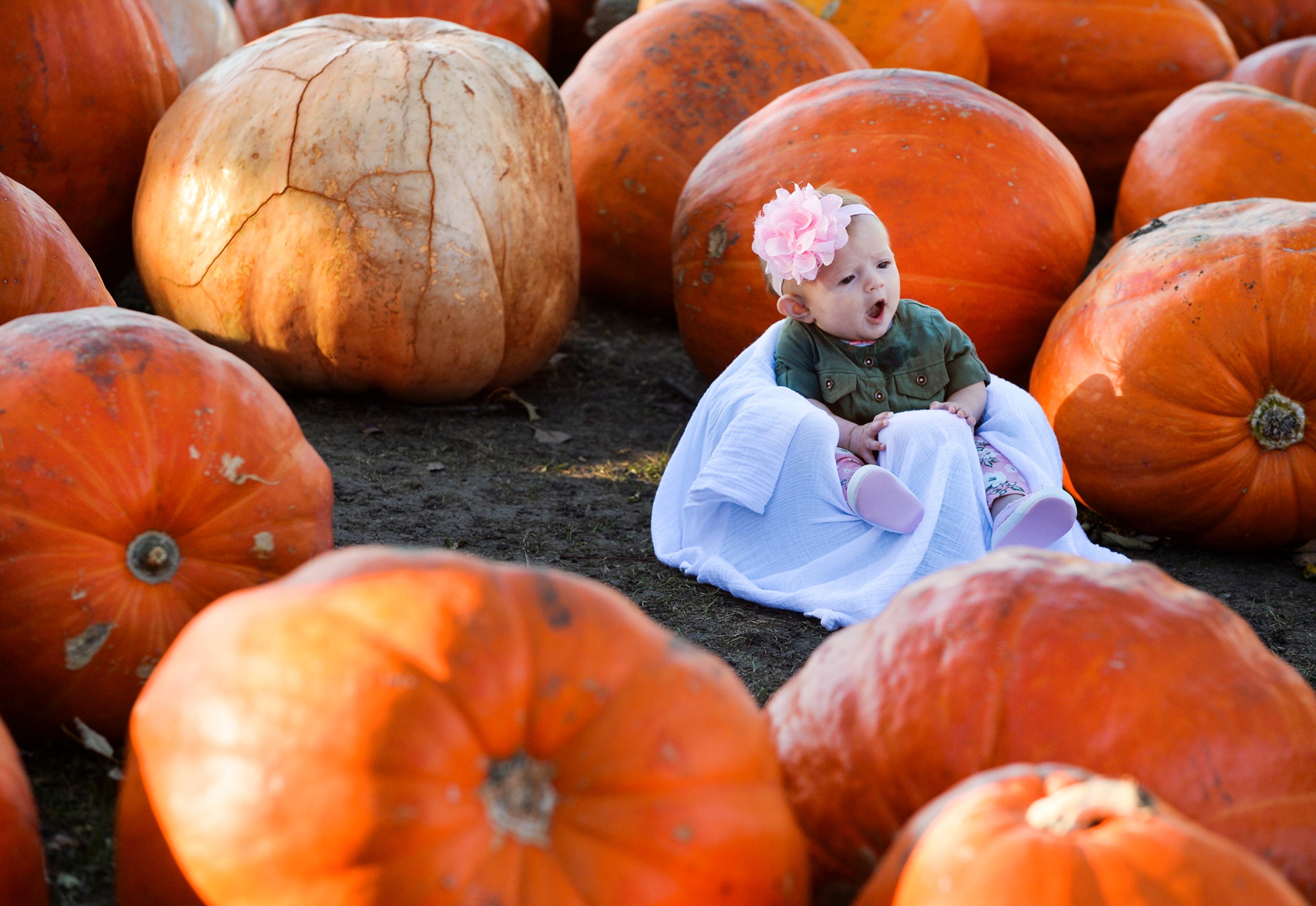 In this Tuesday, Oct.18, 2016 photo, three-month old Anette Axelson sits in a field of large pumpkins and lets out a yawn while waiting for her mother, Carmela Axelson while picking pumpkins at Tanner Orchard near Speer, Ill. (Ron Johnson/Journal Star via AP)