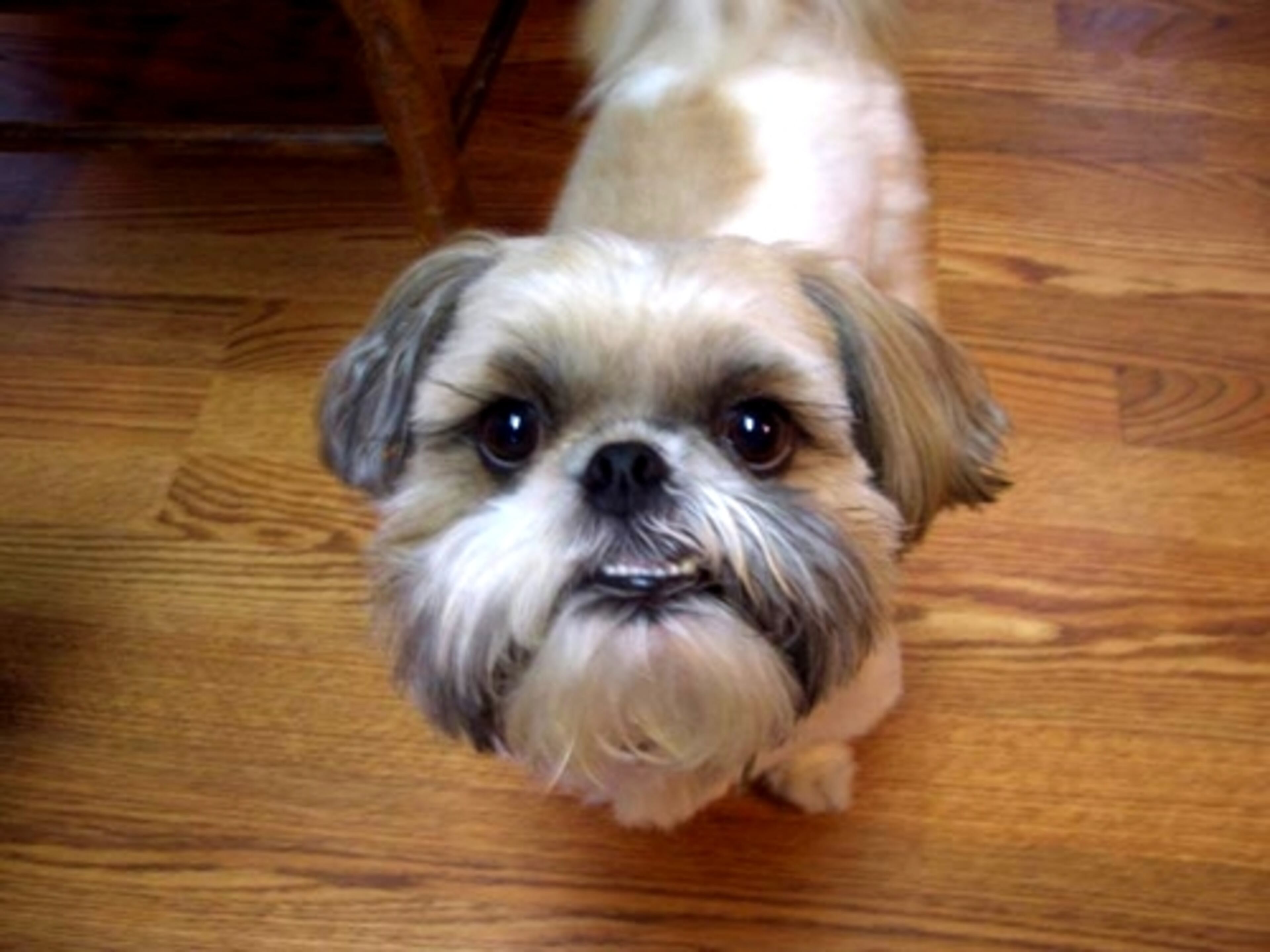 Patches is one happy boy.