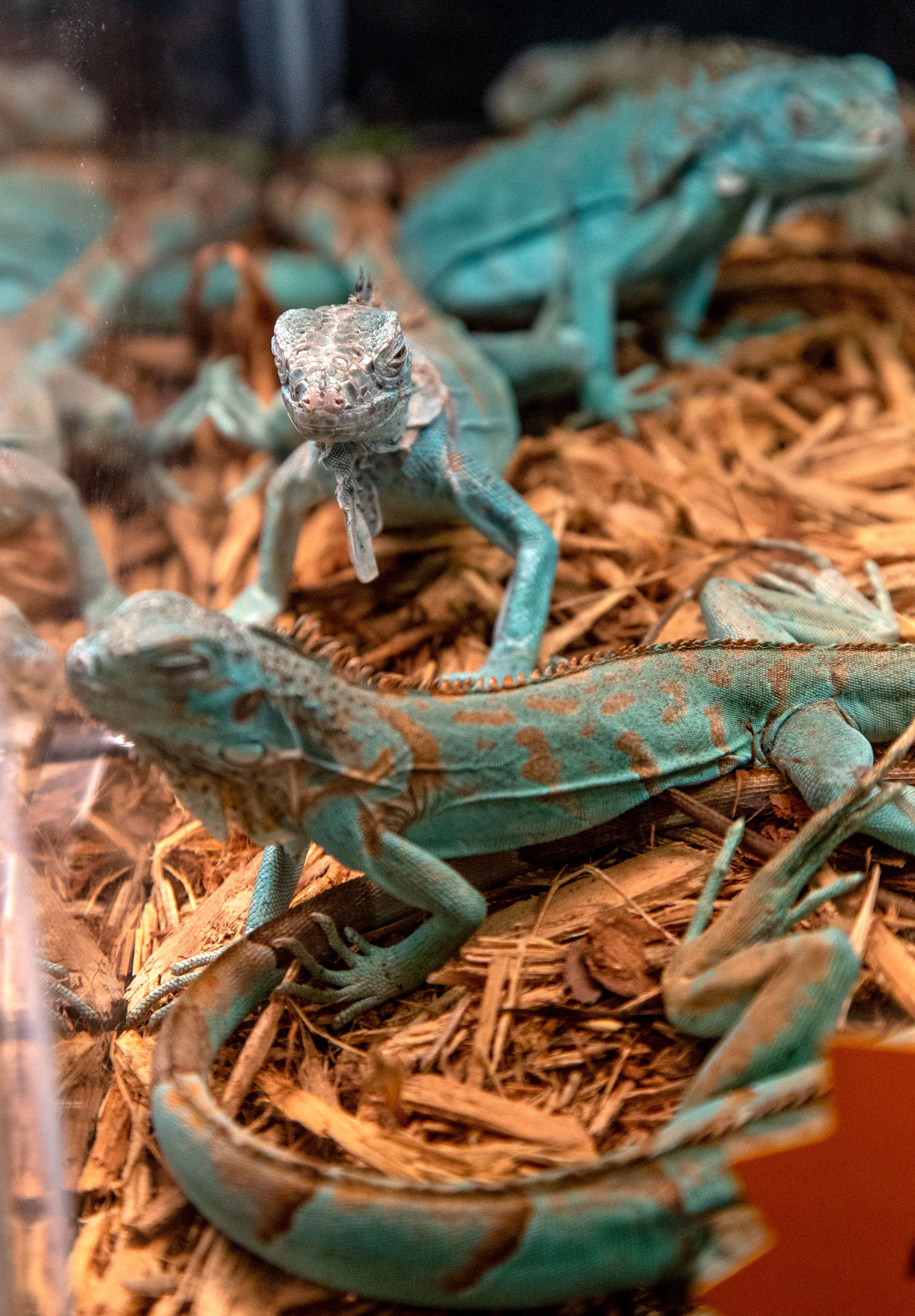Blue lizards for sale are on display during Repticon at the Gwinnett County Fairgrounds on Sunday, January 5, 2020. STEVE SCHAEFER / SPECIAL TO THE AJC